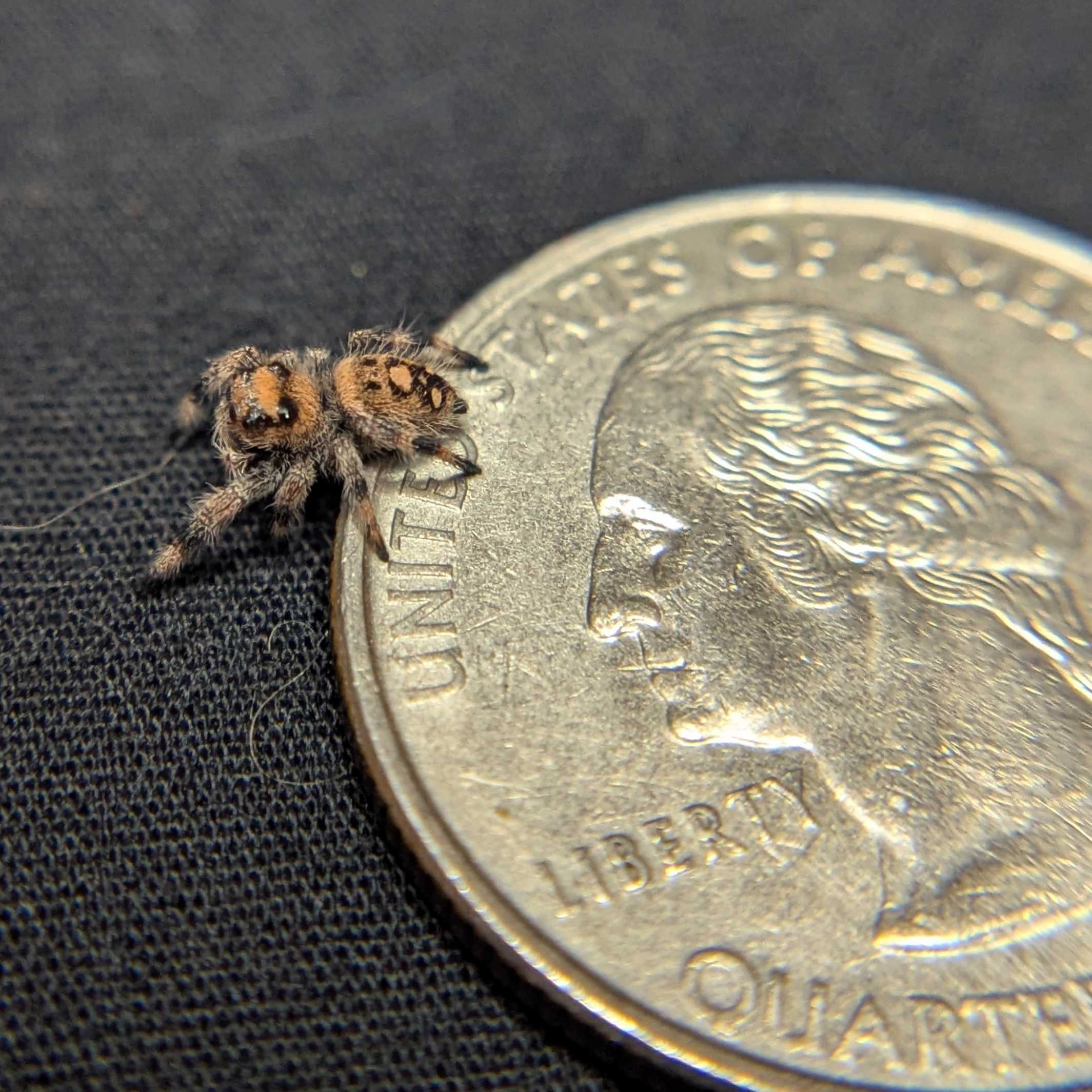Regal Jumping Spider “Willow”