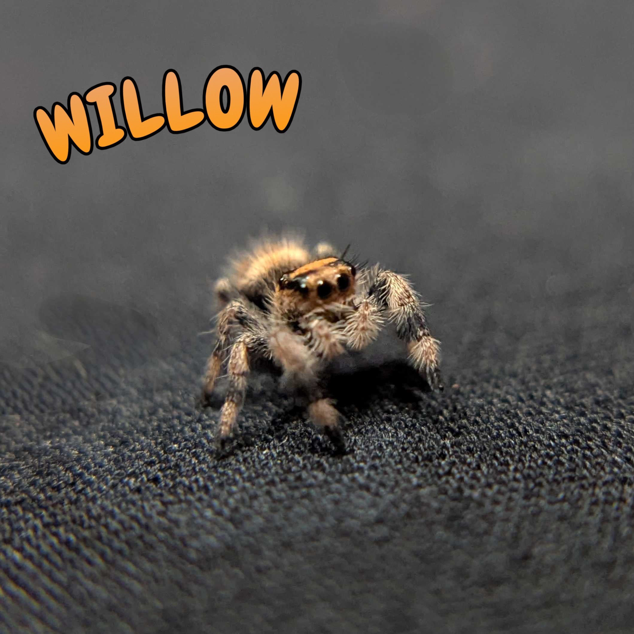 Regal Jumping Spider “Willow”