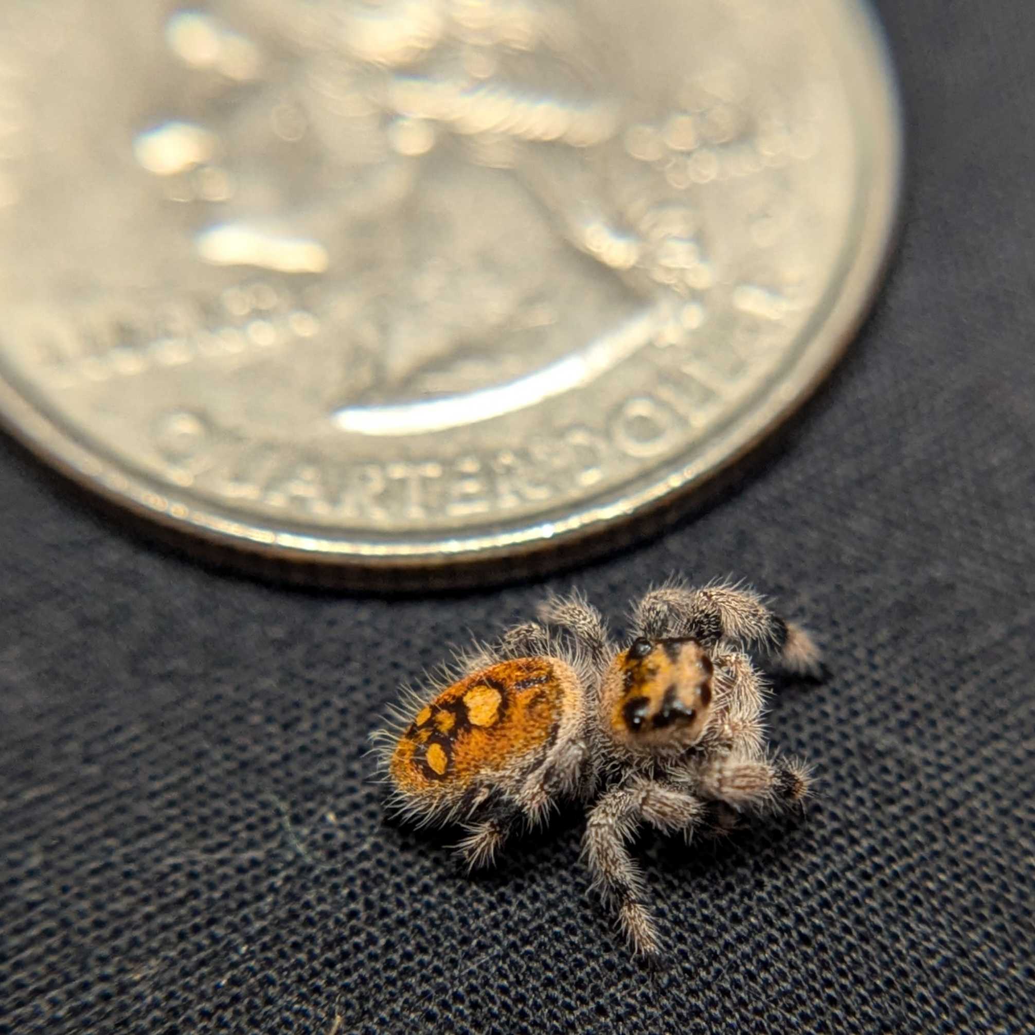 Regal Jumping Spider “Riot”