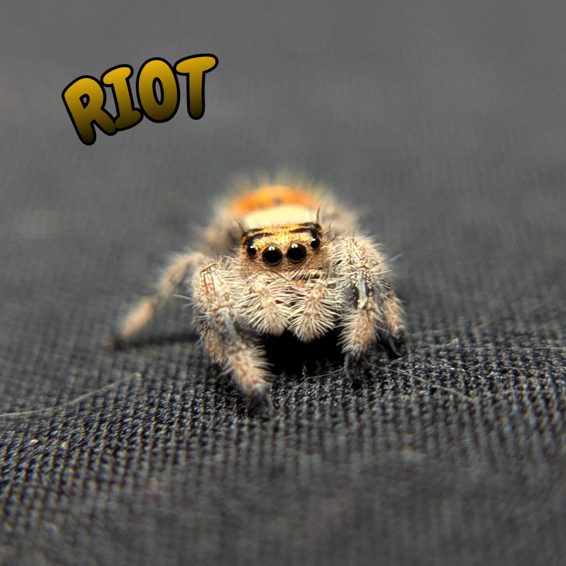 Regal Jumping Spider “Riot”