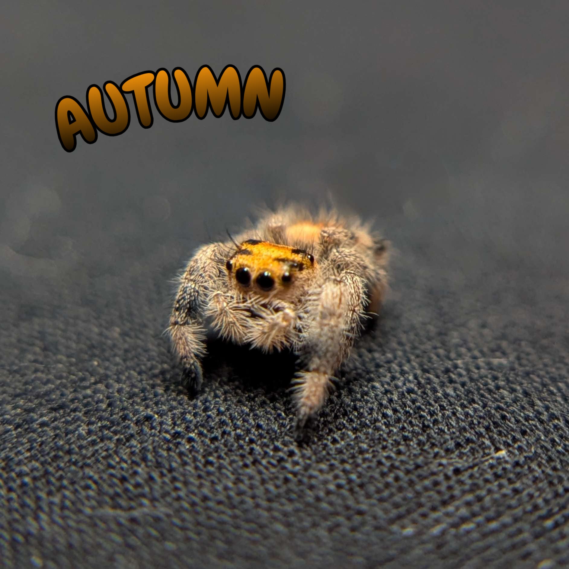 Regal Jumping Spider "Autumn"