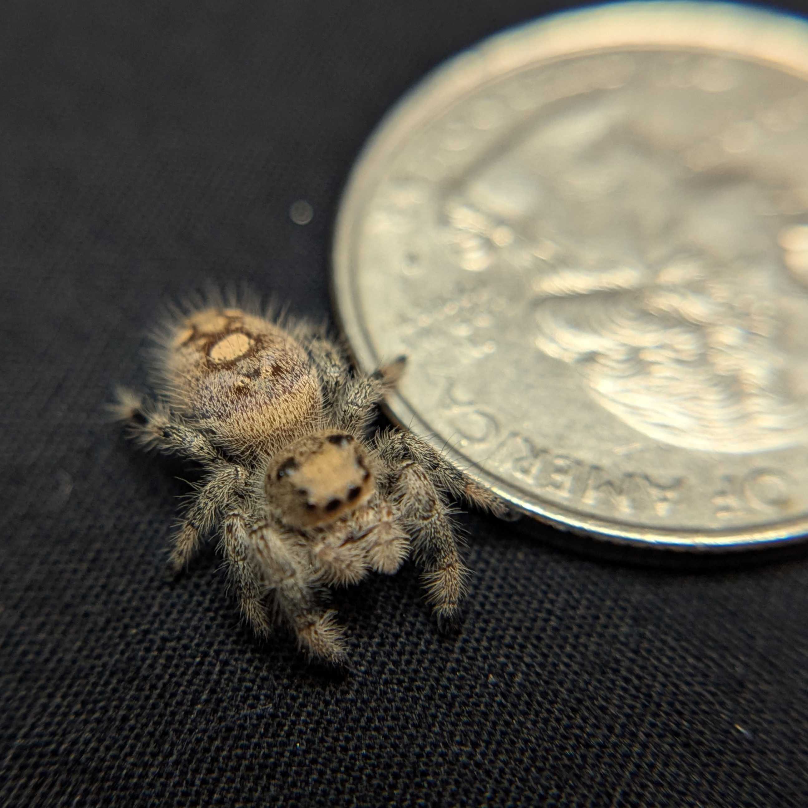 Regal Jumping Spider "Crystal”