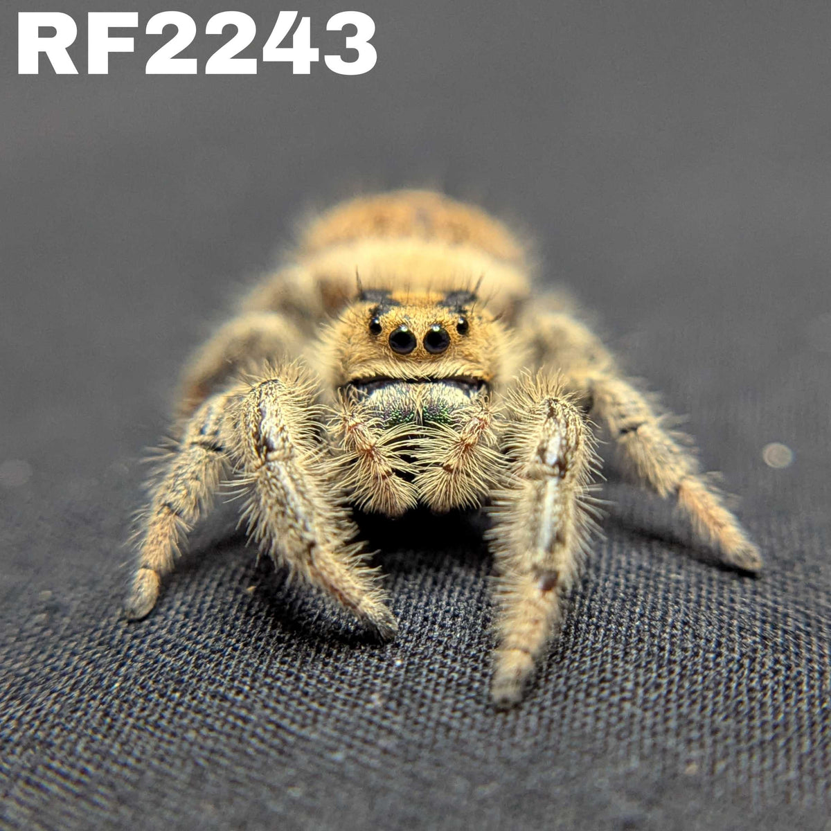 Regal Jumping Spider “OG Kush”