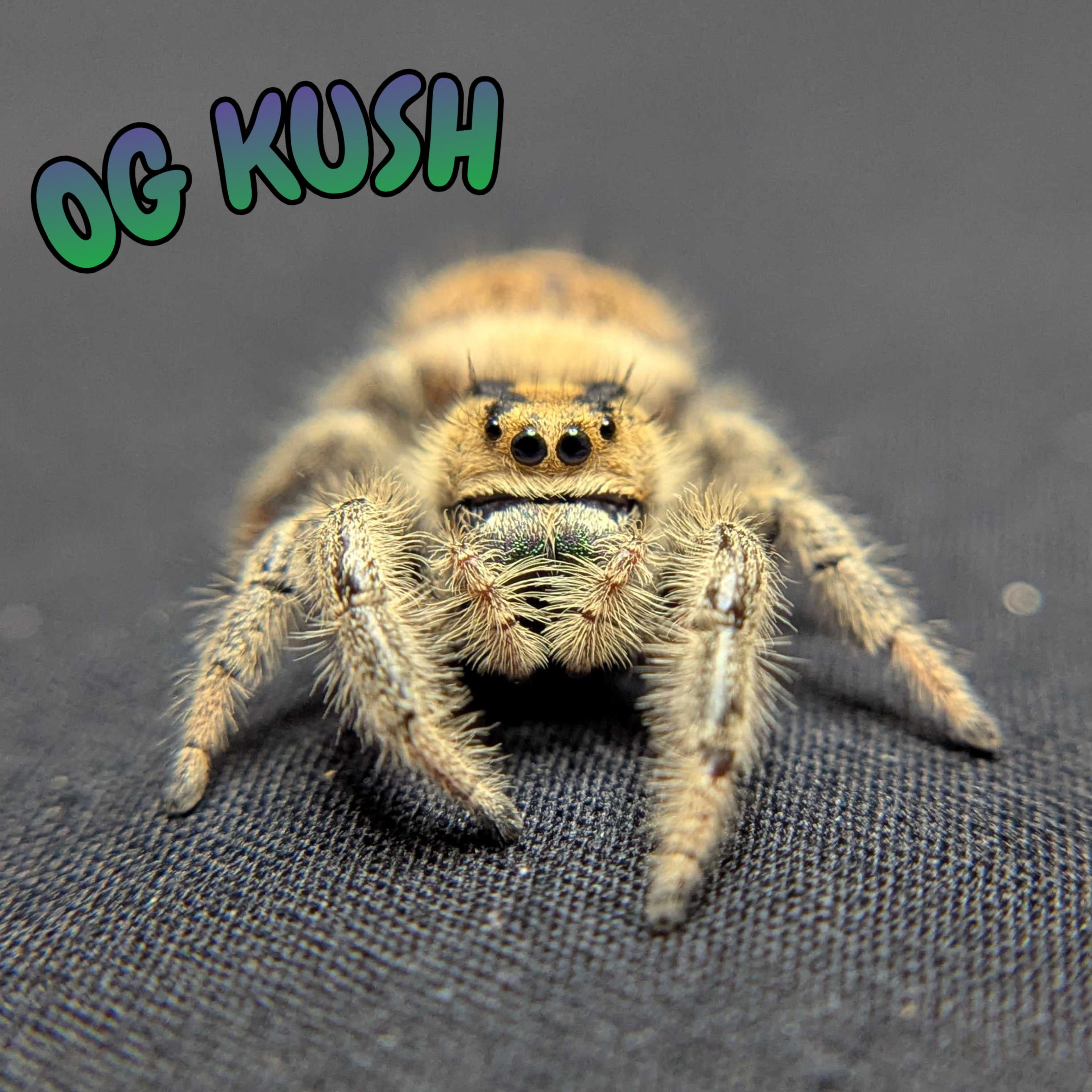 Regal Jumping Spider “OG Kush”