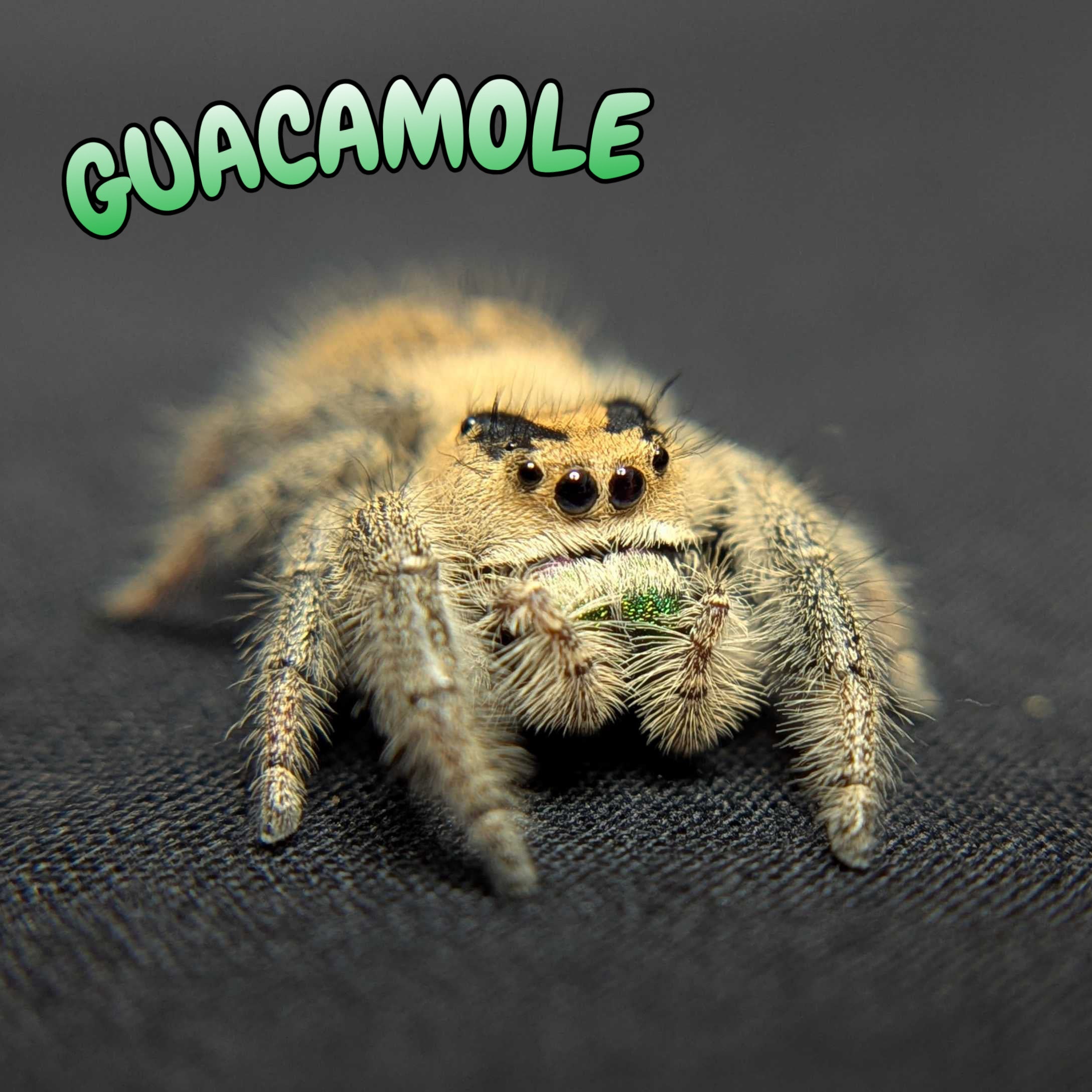 Regal Jumping Spider "Guacamole"