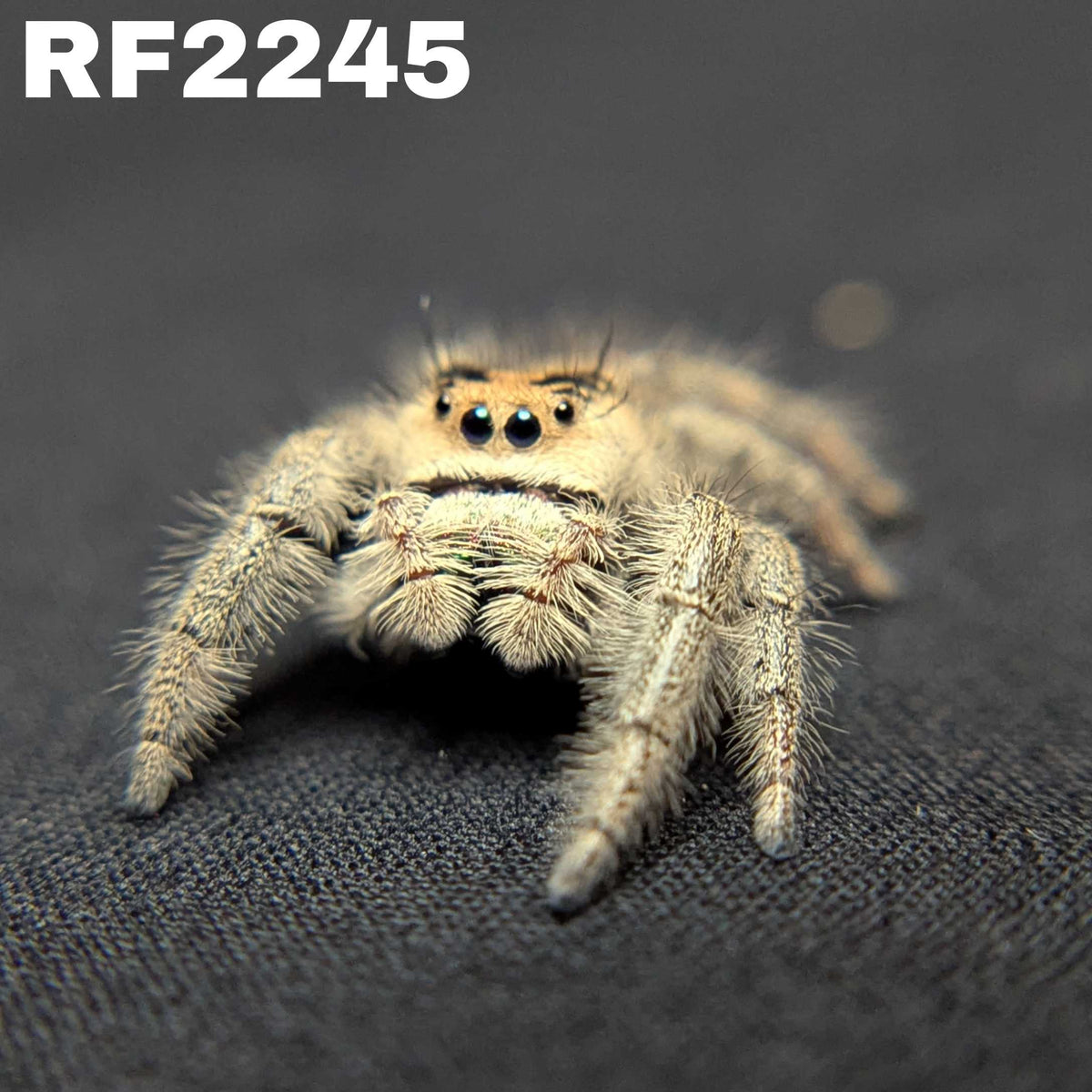 Regal Jumping Spider "Kelp"
