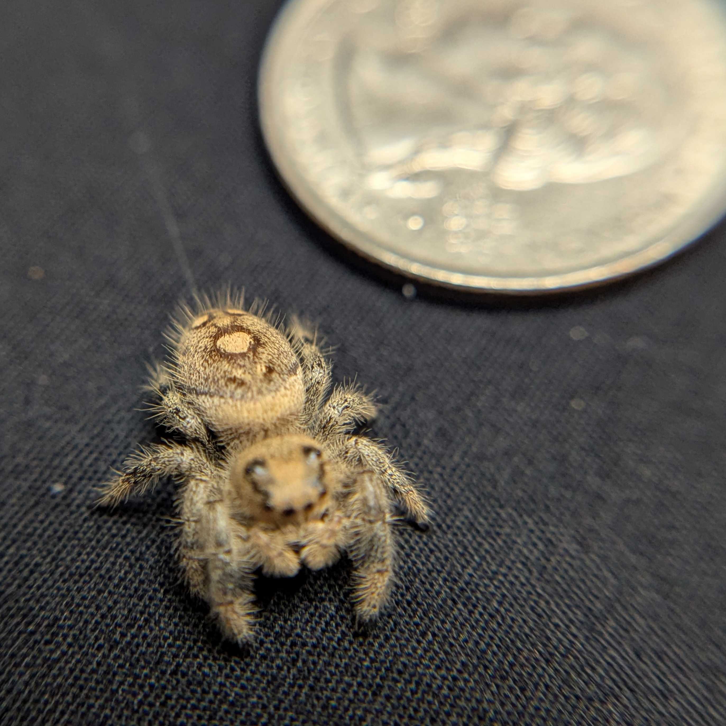 Regal Jumping Spider “Purple”