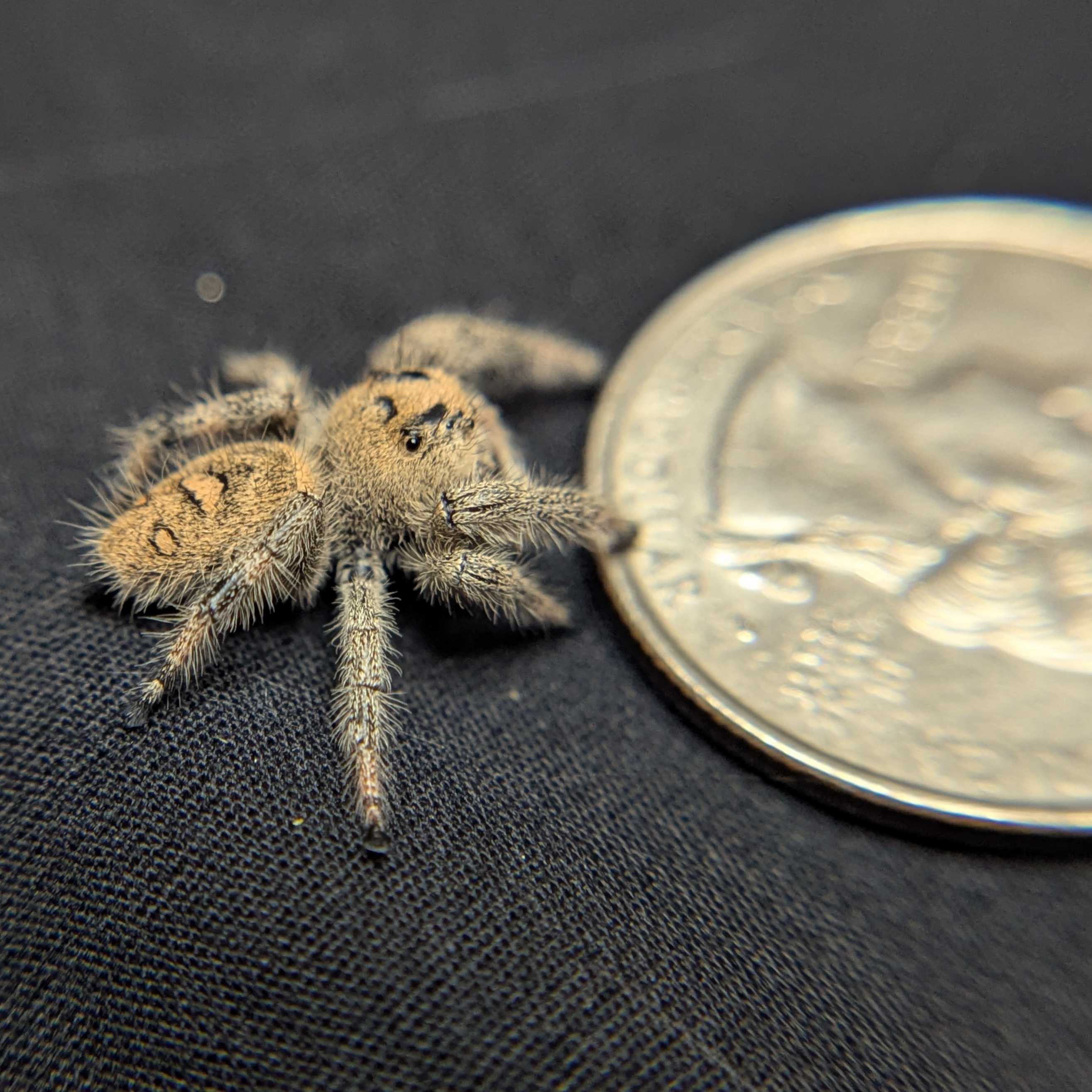 Regal Jumping Spider "Mystara"