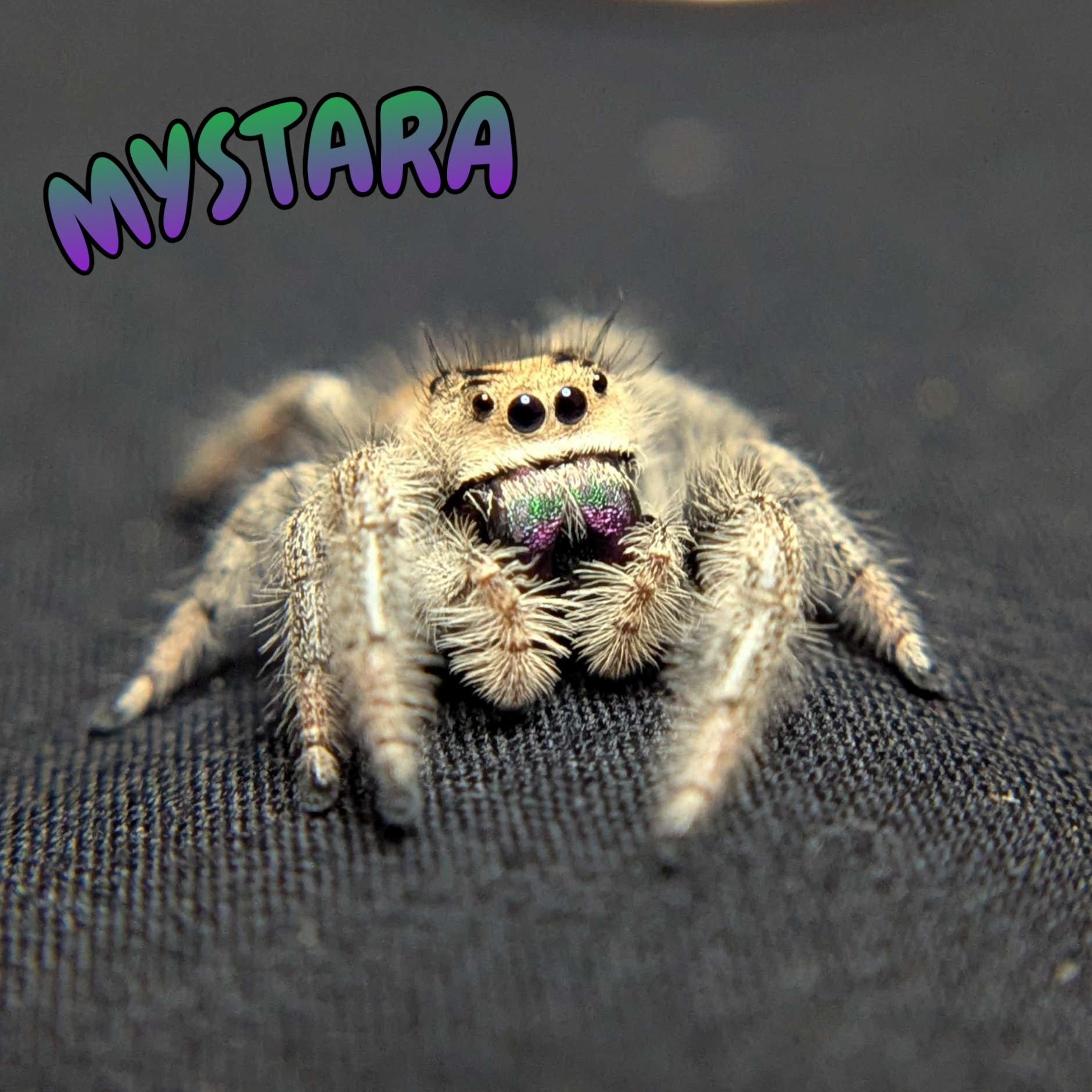 Regal Jumping Spider "Mystara"