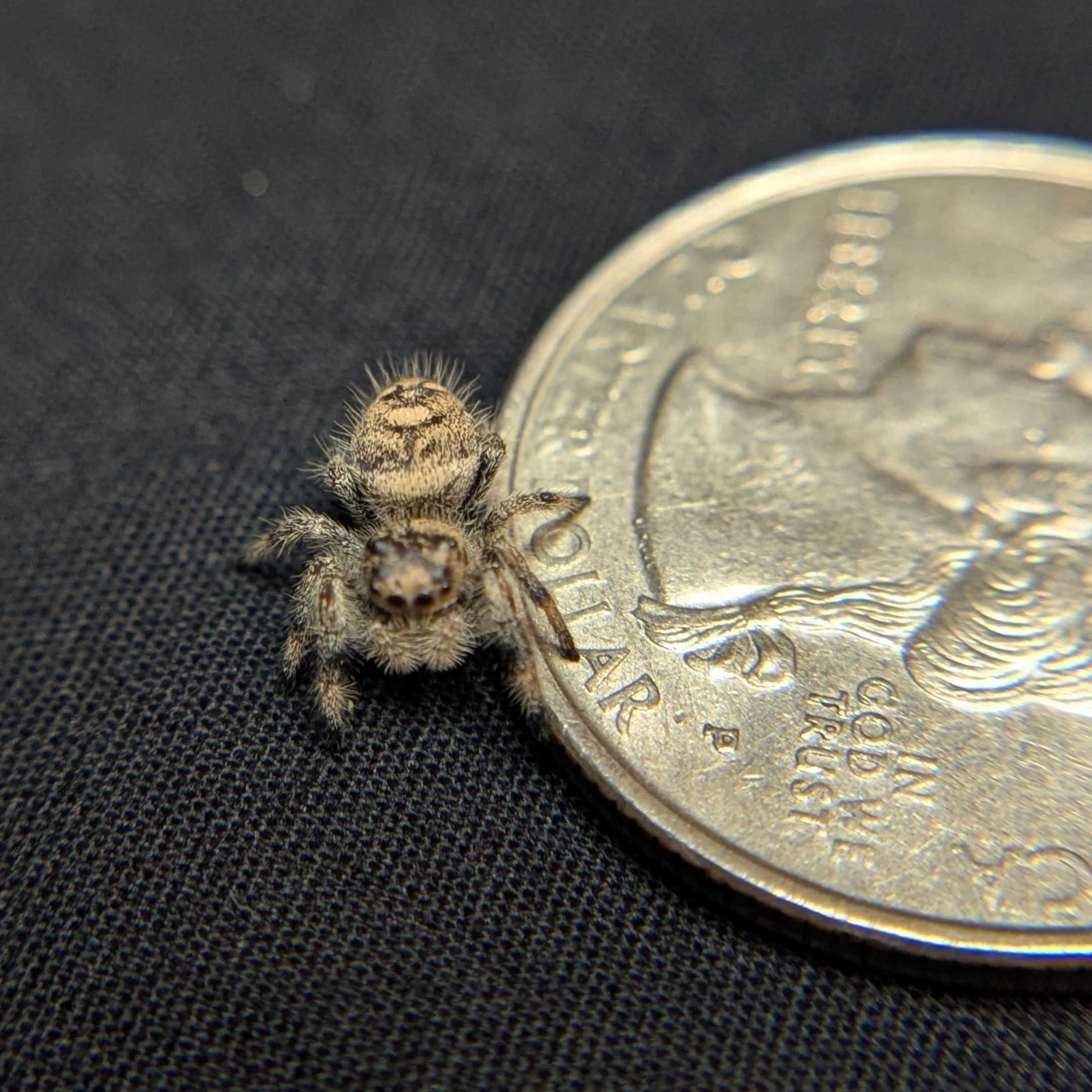 Regal Jumping Spider "Tofu"
