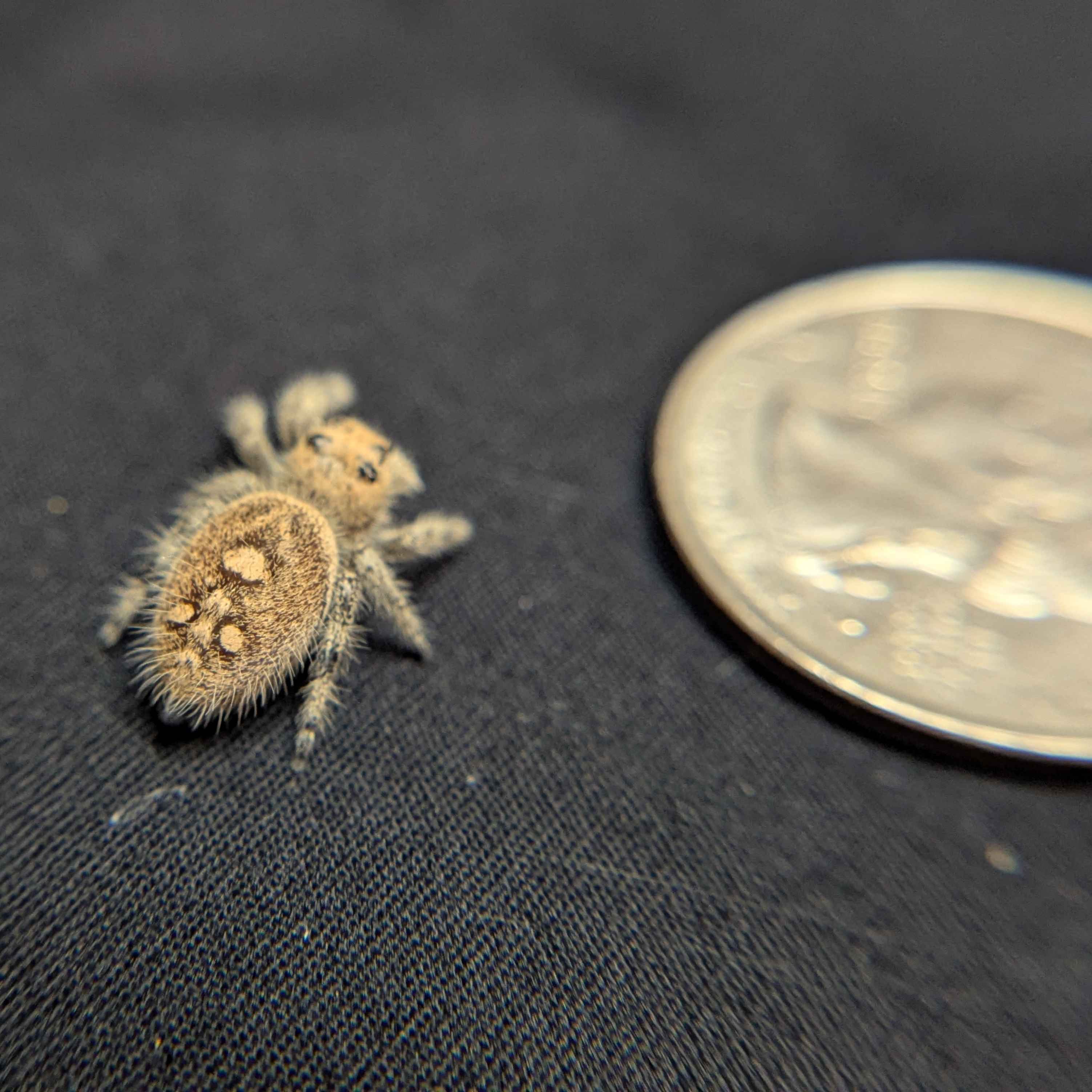 Regal Jumping Spider "Biscuit"