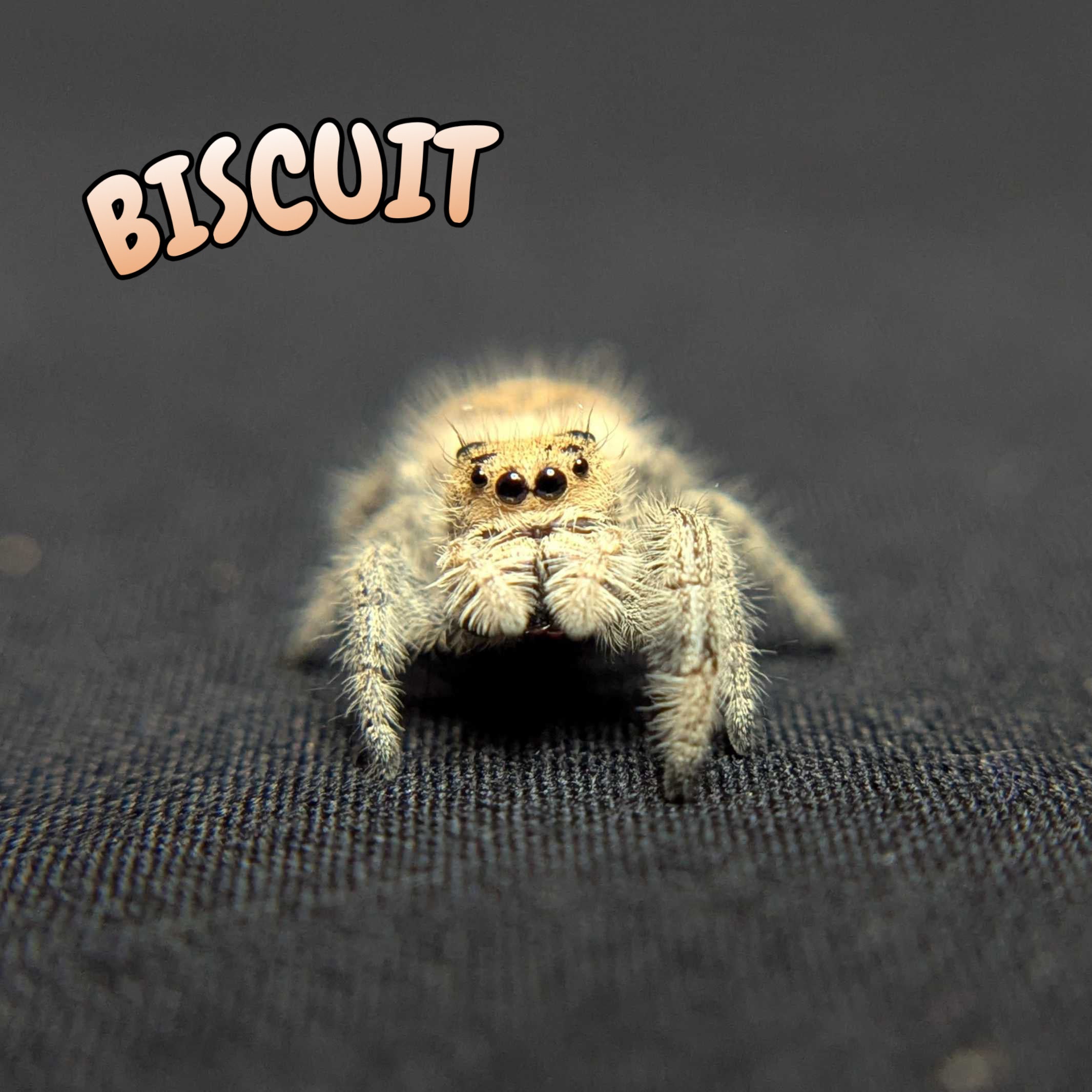 Regal Jumping Spider "Biscuit"