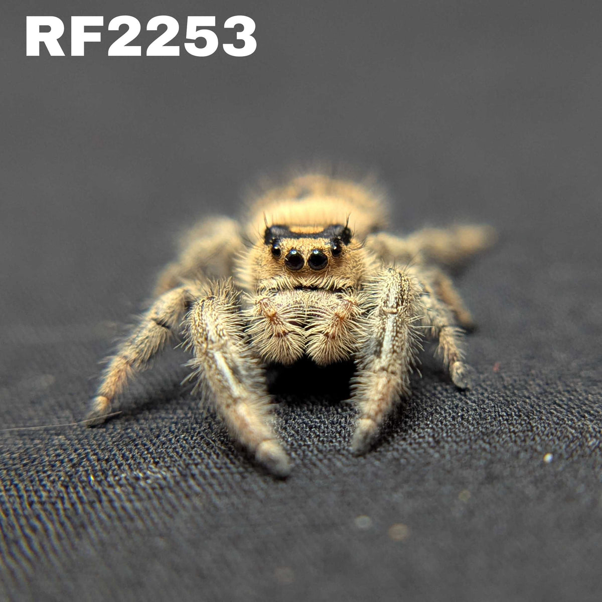 Regal Jumping Spider "Goldie"