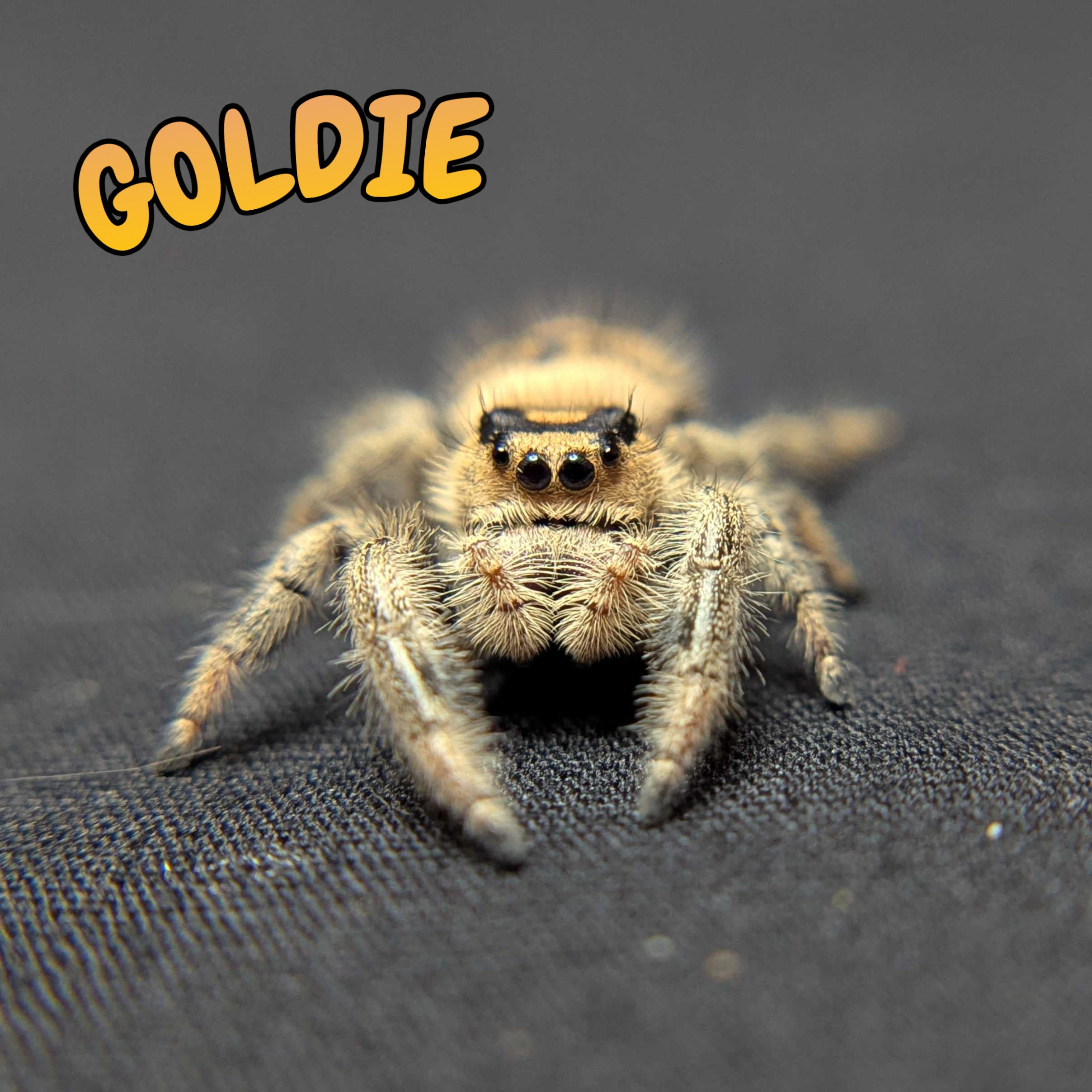 Regal Jumping Spider "Goldie"