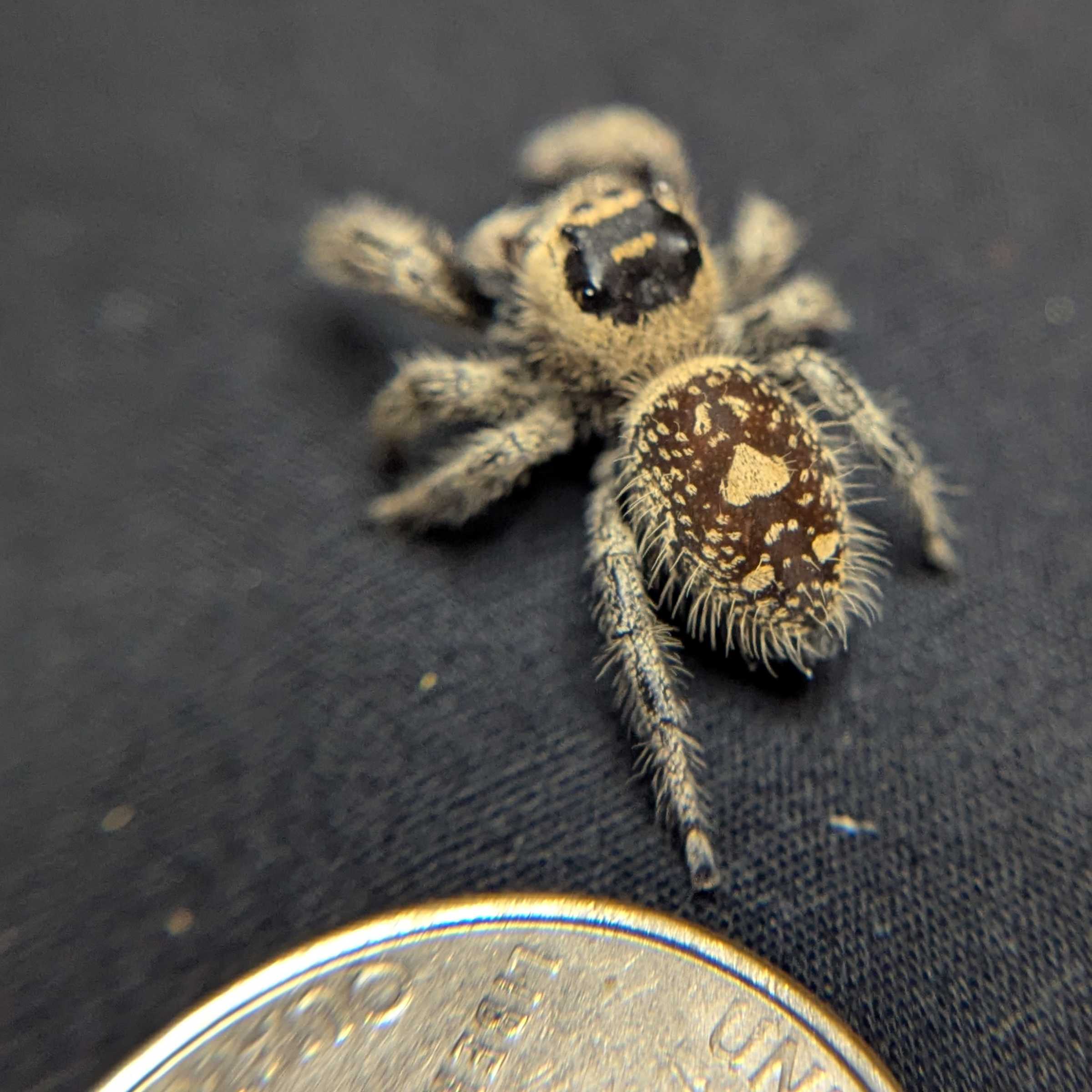 Regal Jumping Spider "Venom"
