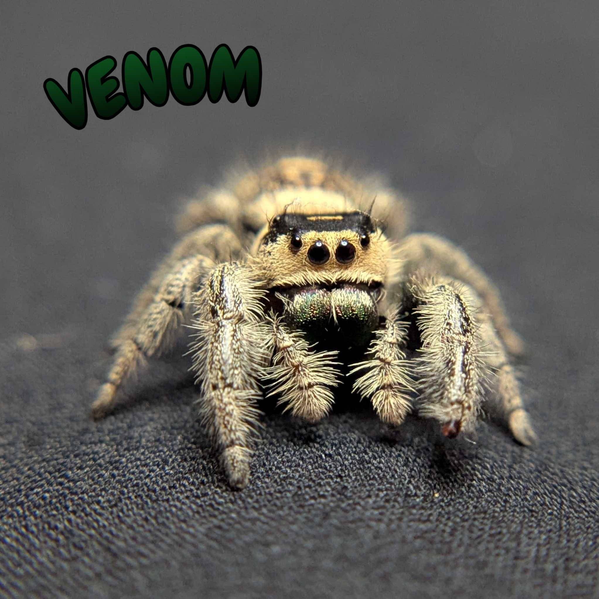 Regal Jumping Spider "Venom"