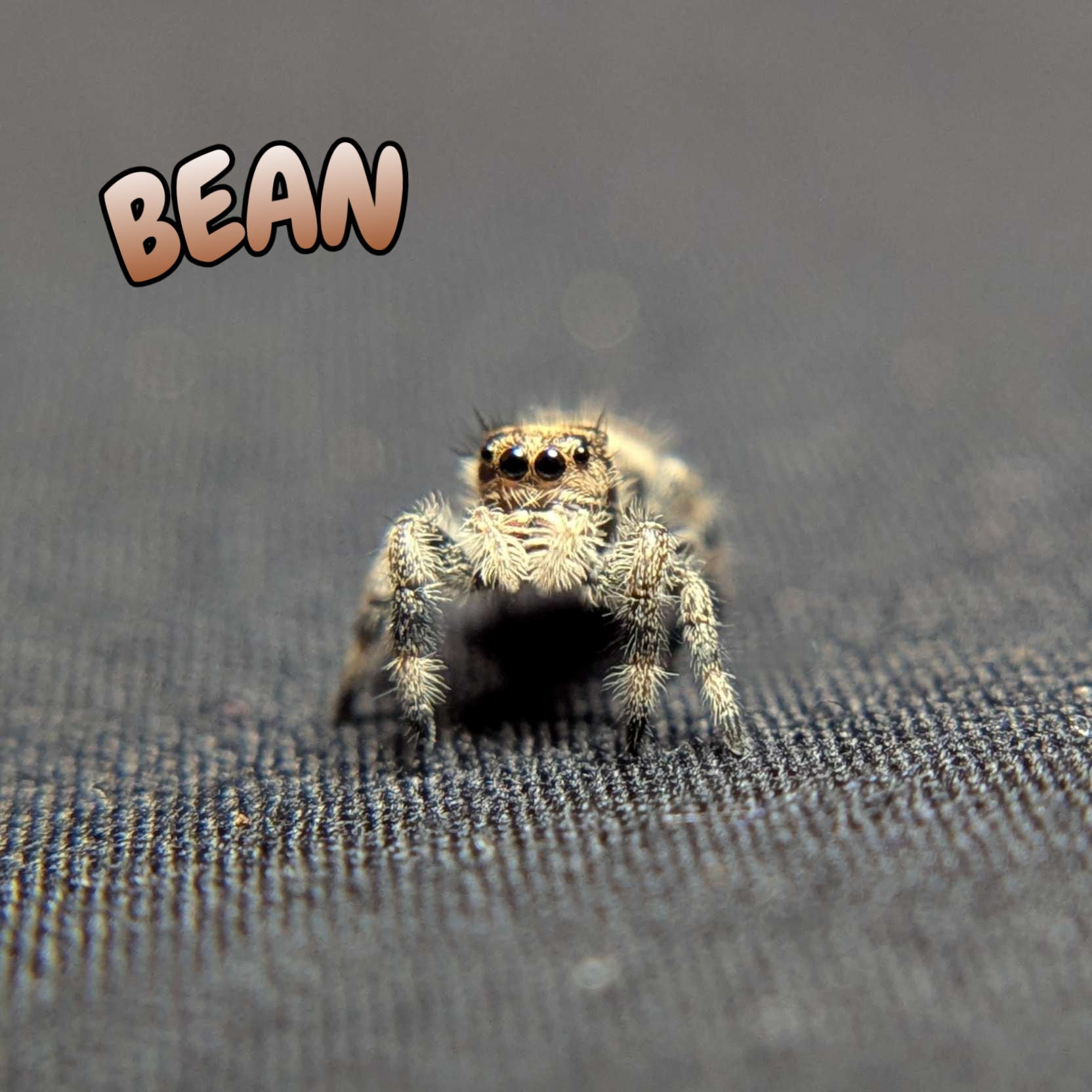 Regal Jumping Spider "Bean"