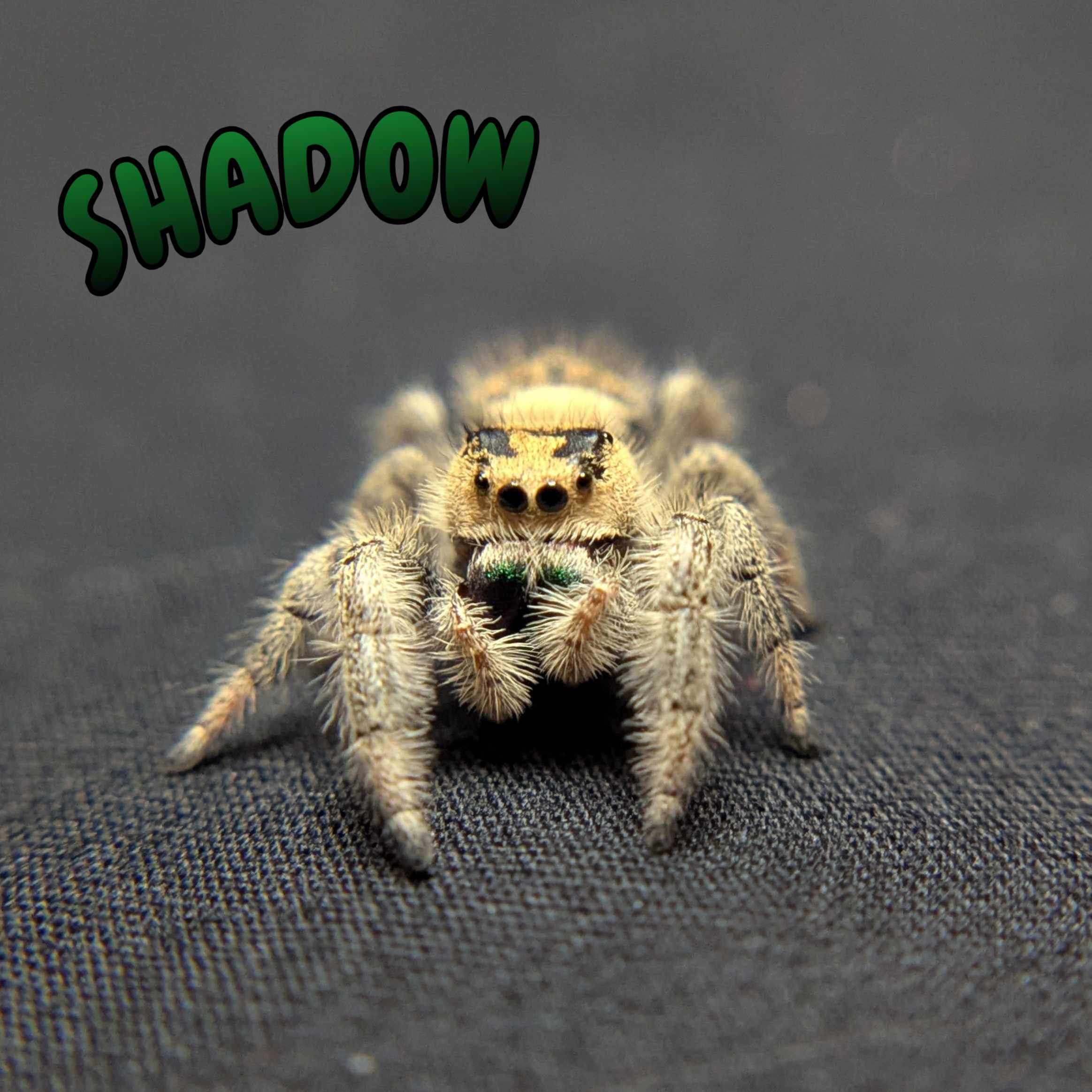 Regal Jumping Spider "Shadow"