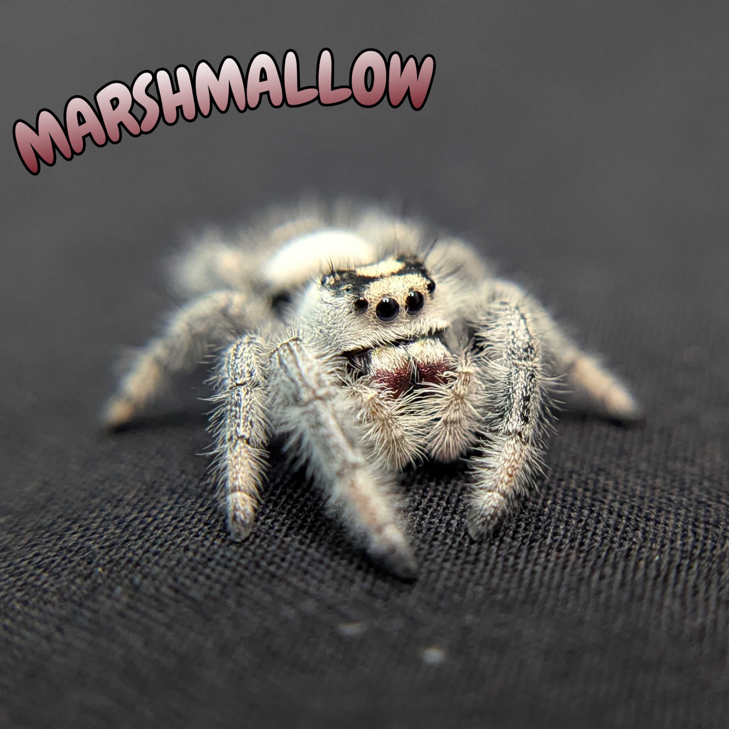Regal Jumping Spider "Marshmallow"