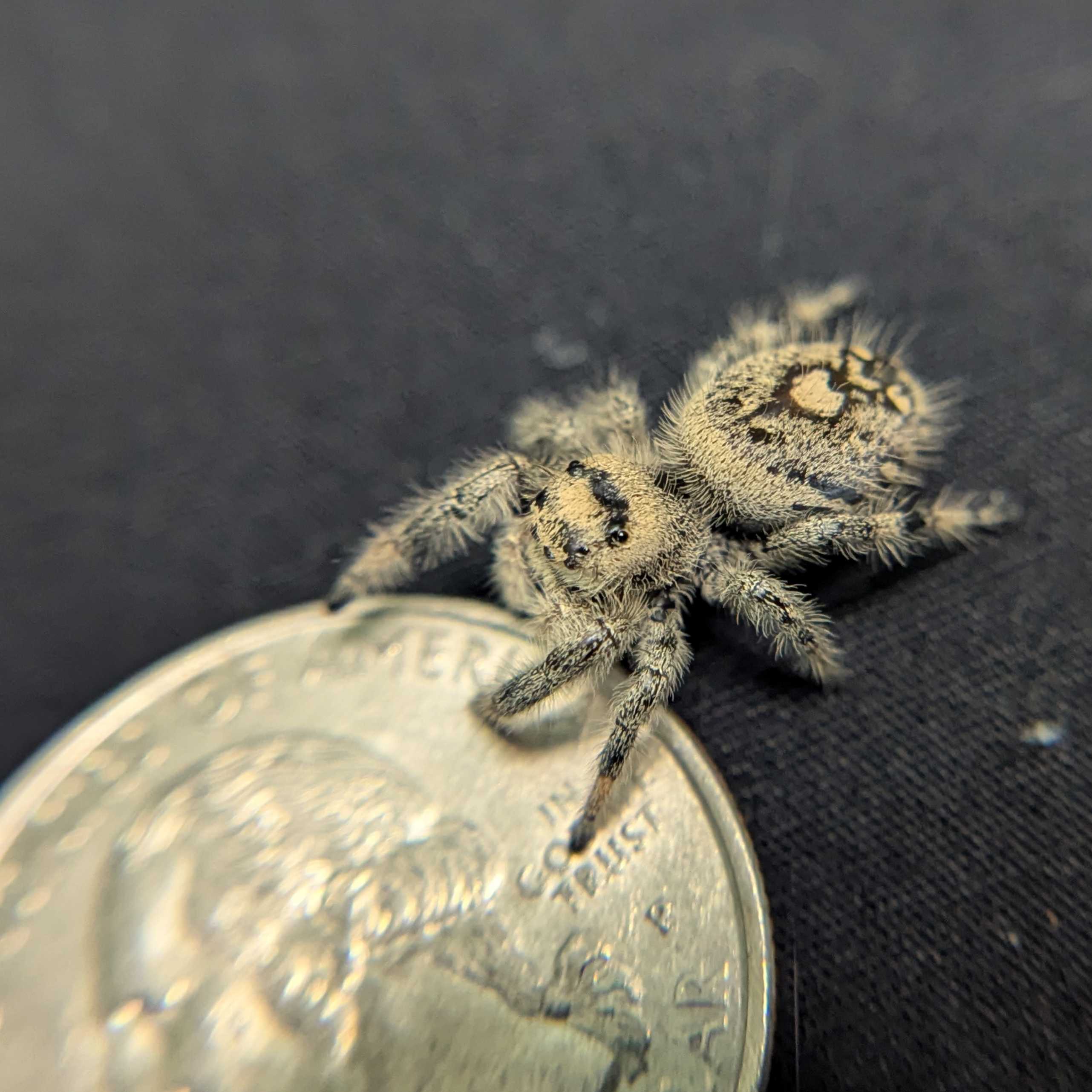 Regal Jumping Spider "Amethyst"