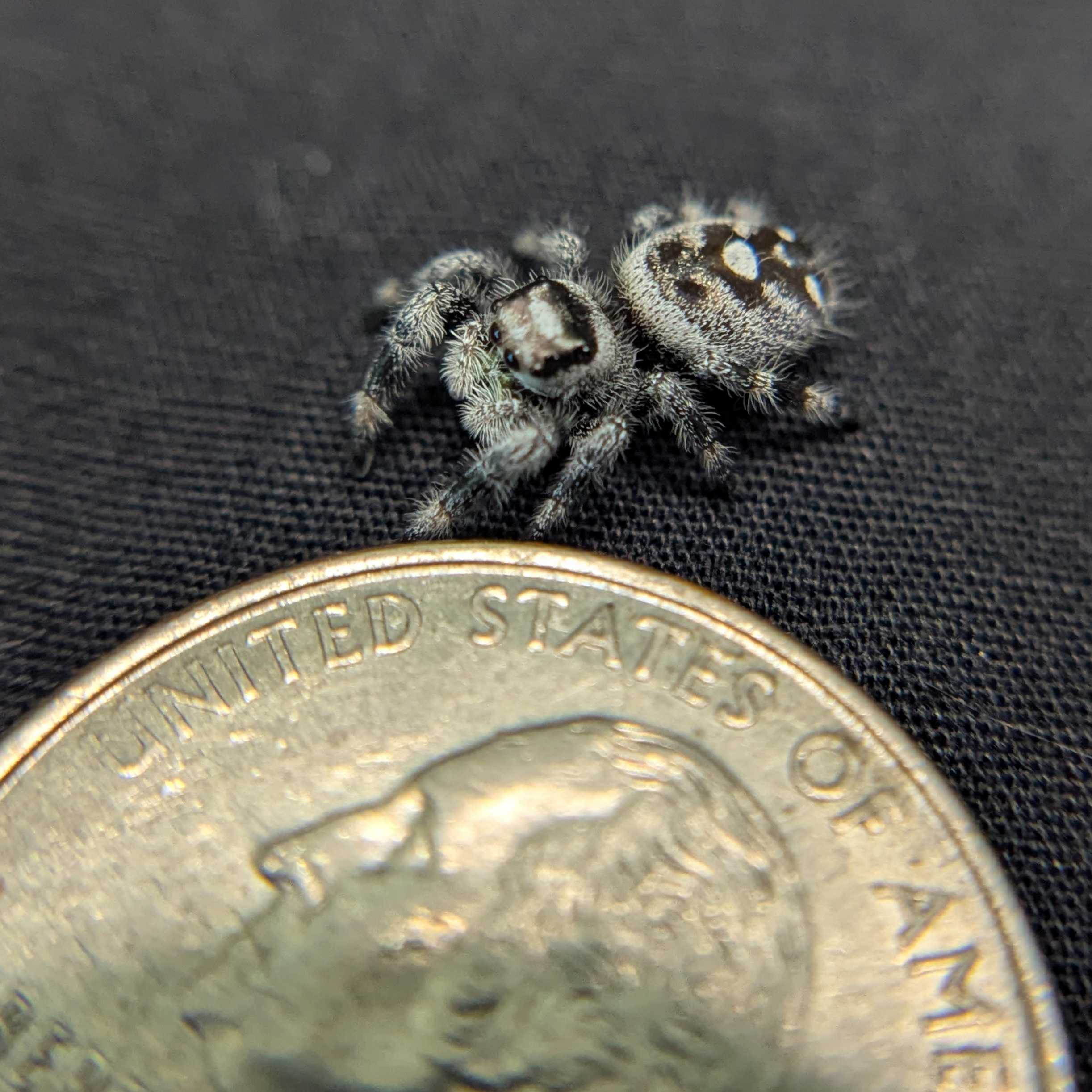 Regal Jumping Spider "Mozzarella"