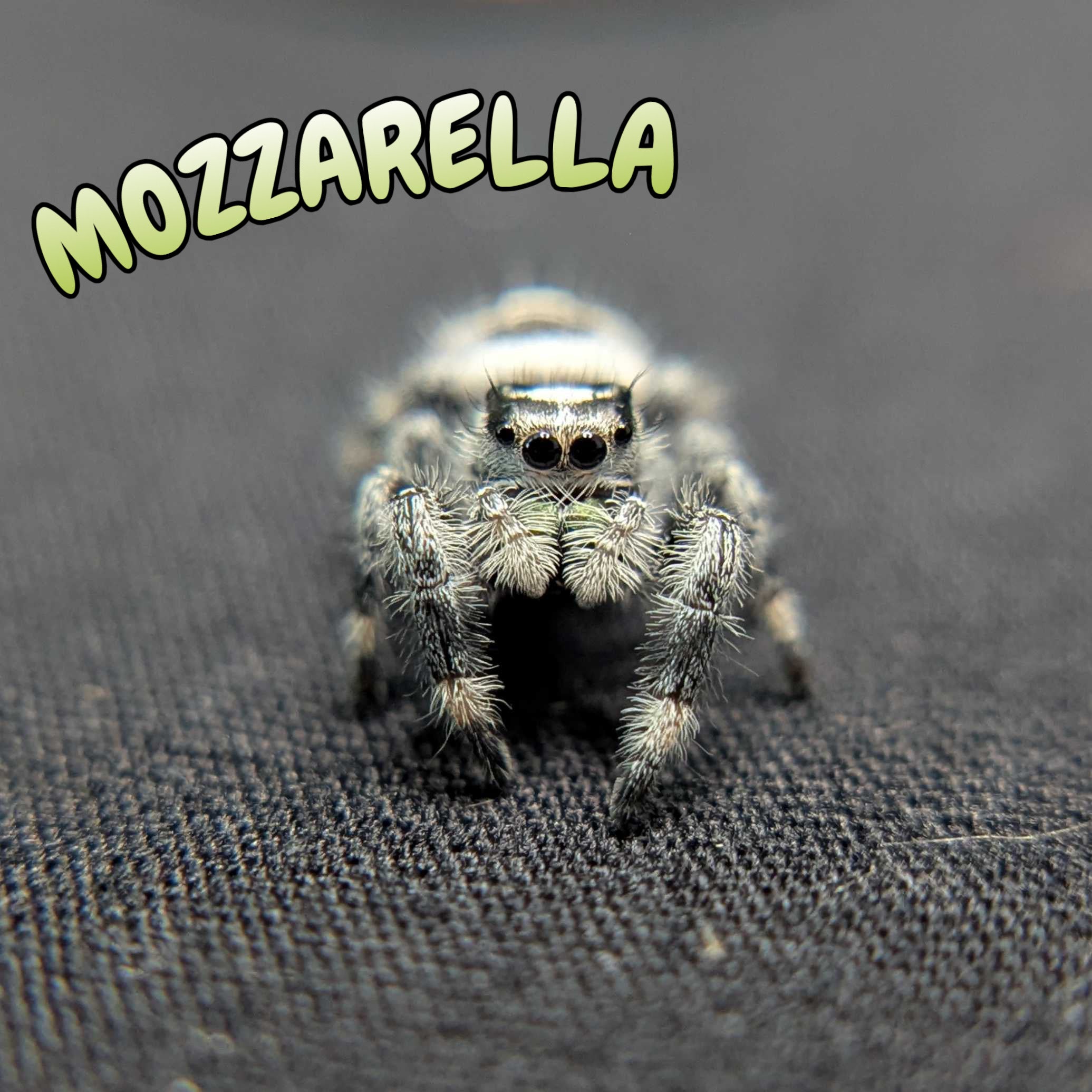 Regal Jumping Spider "Mozzarella"
