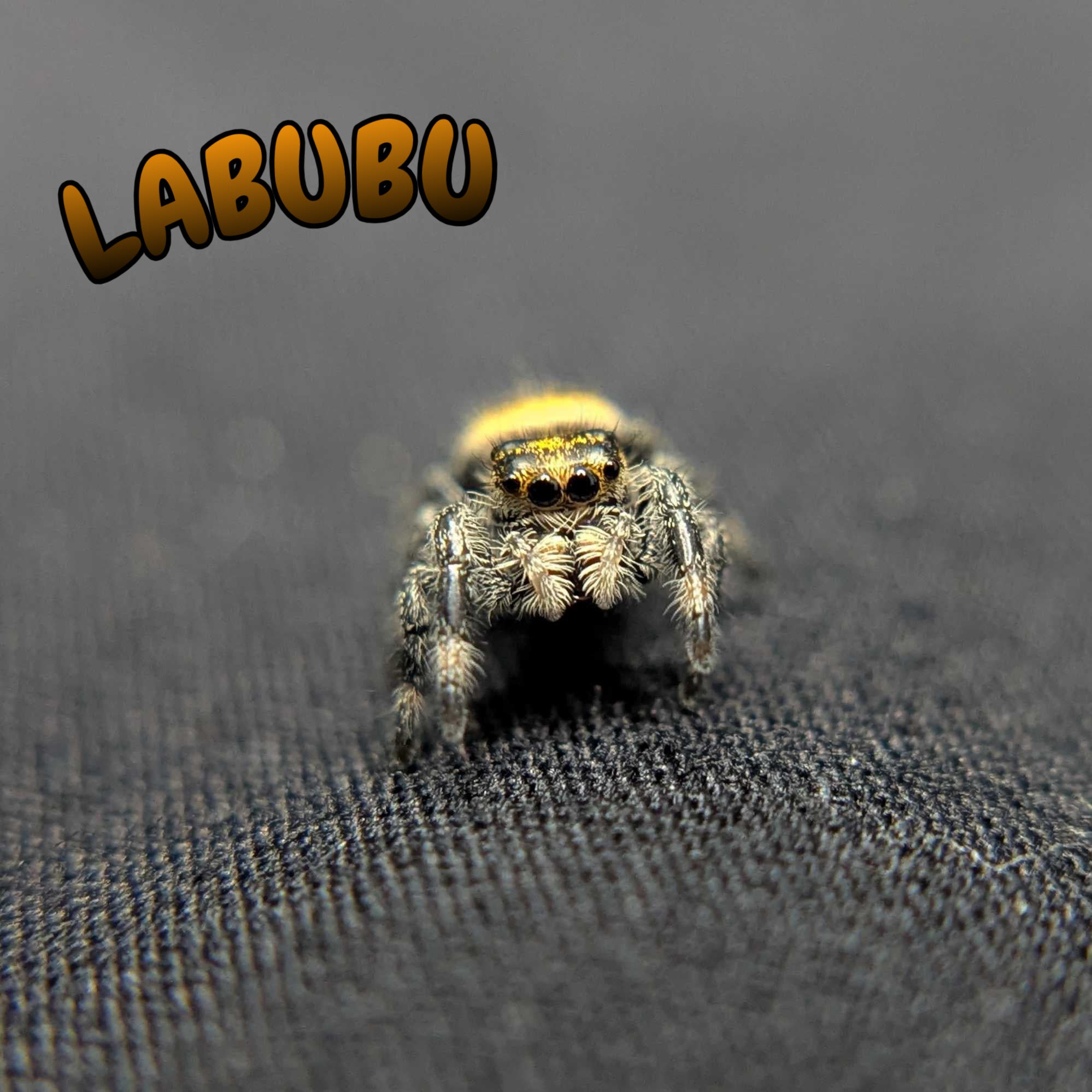 Regal Jumping Spider "Labubu"