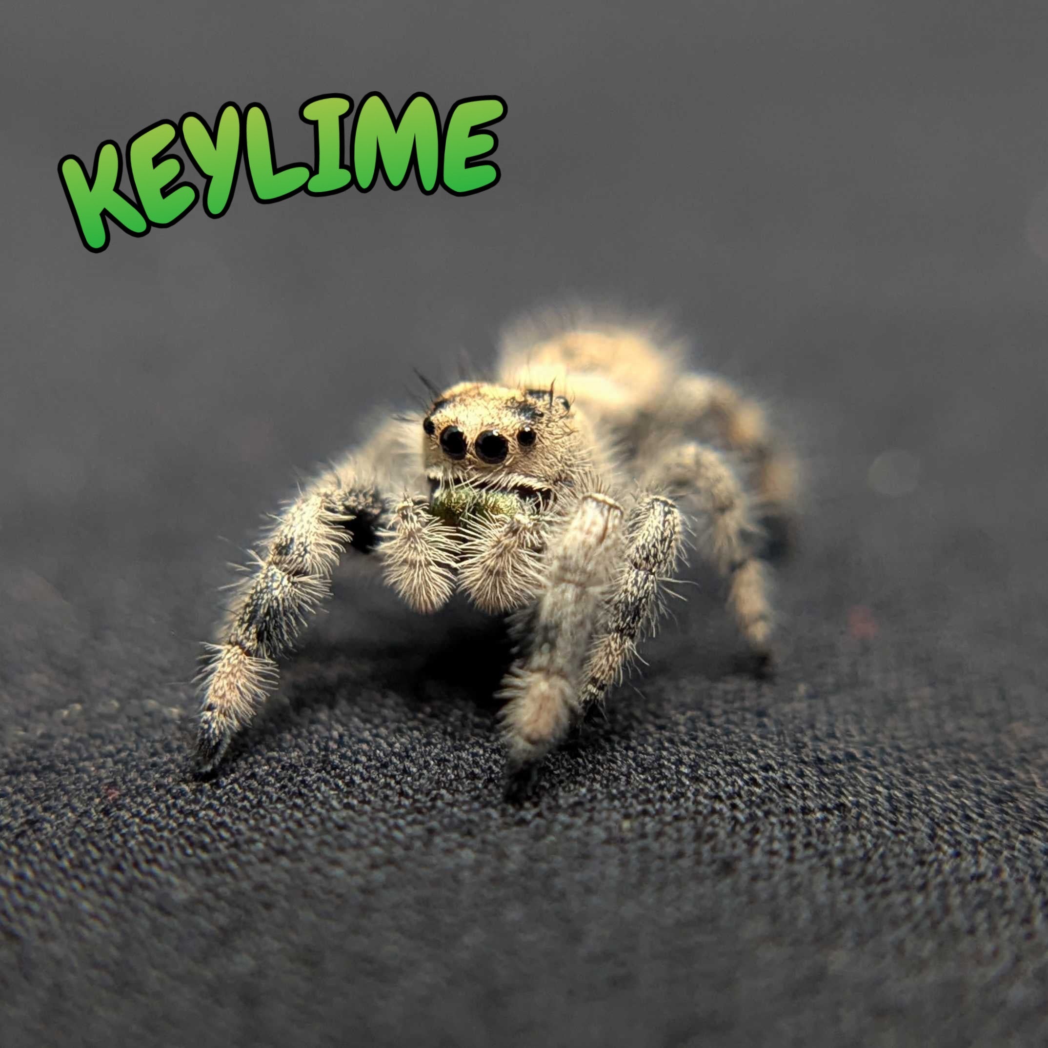 Regal Jumping Spider "Keylime"