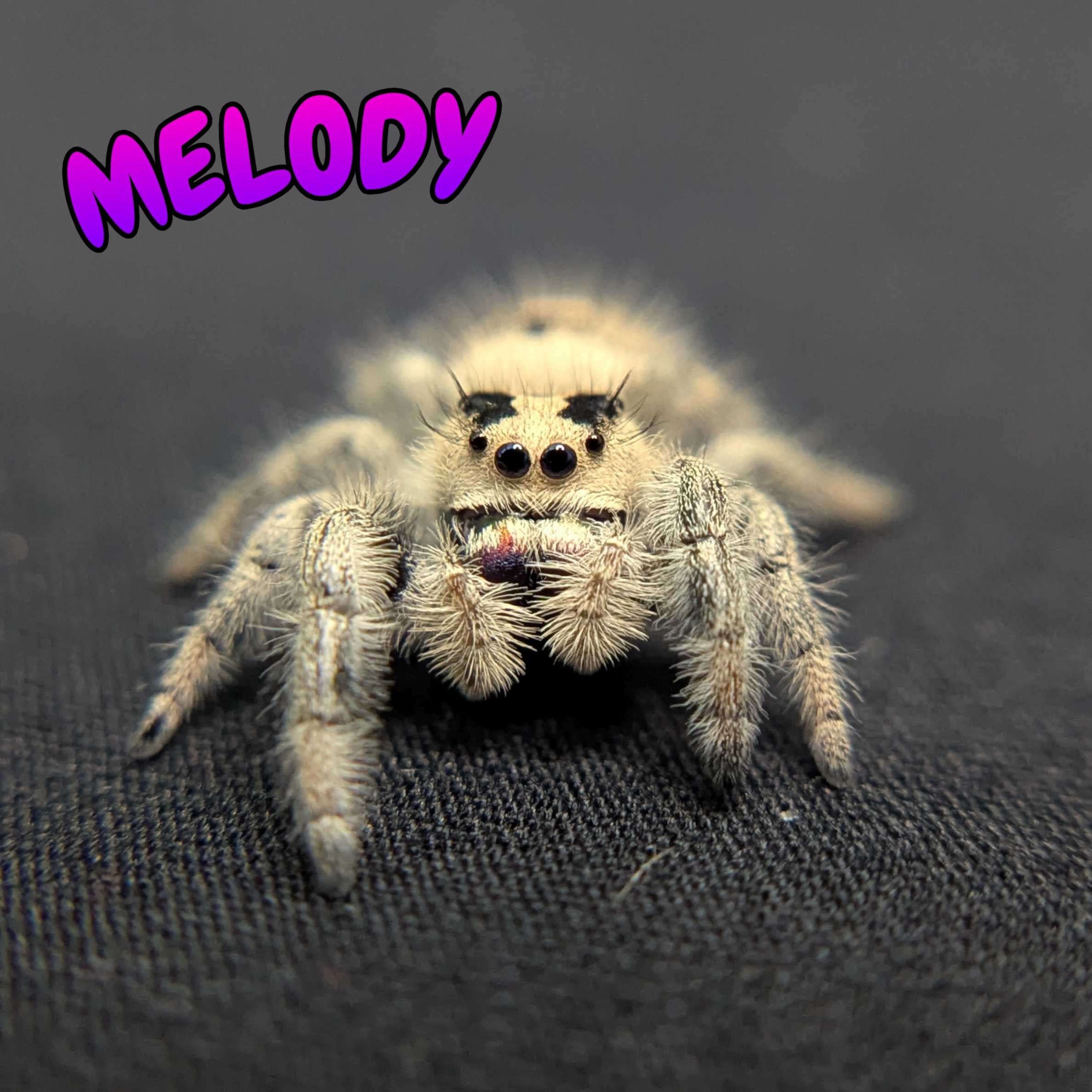 Regal Jumping Spider "Melody"