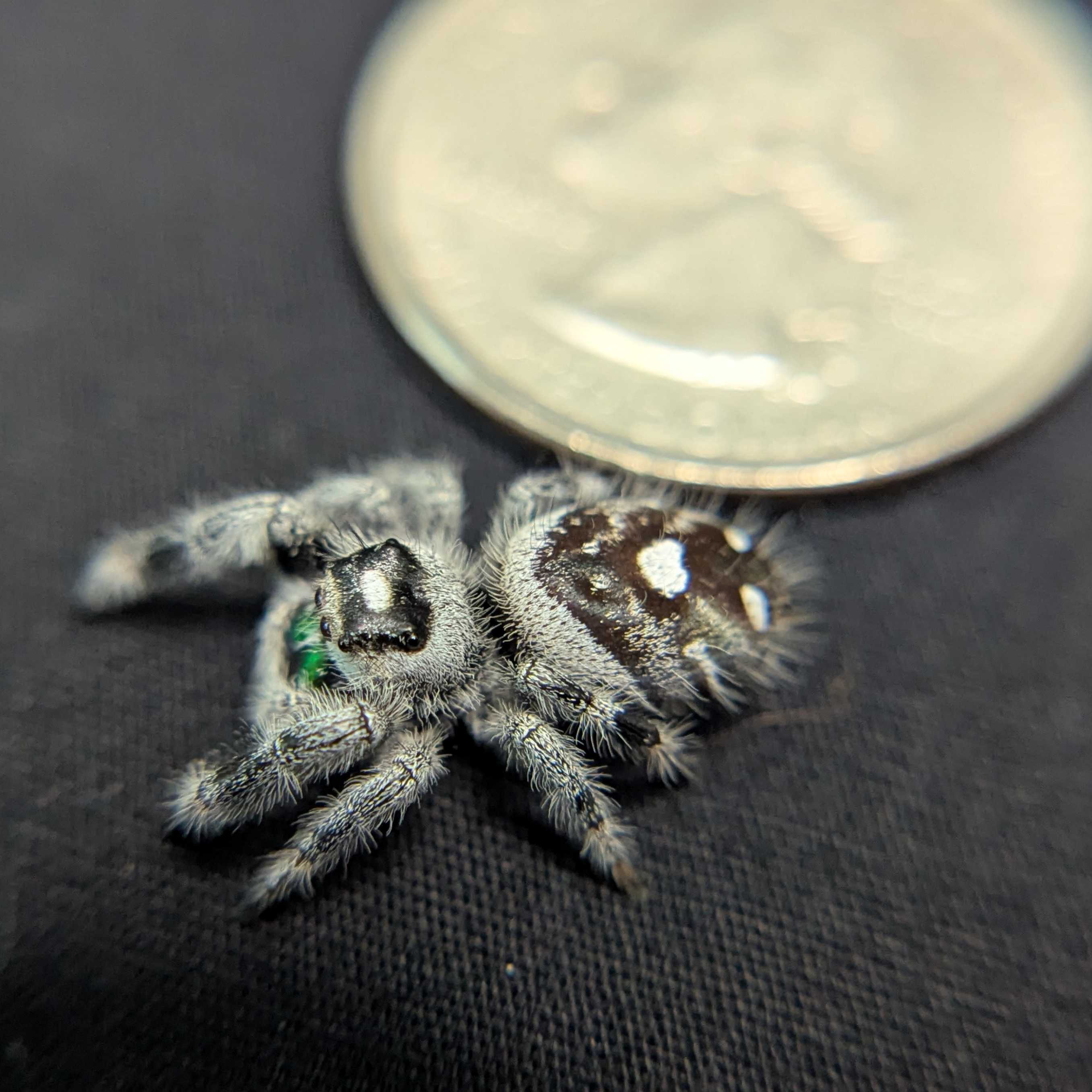 Regal Jumping Spider “Solstice”