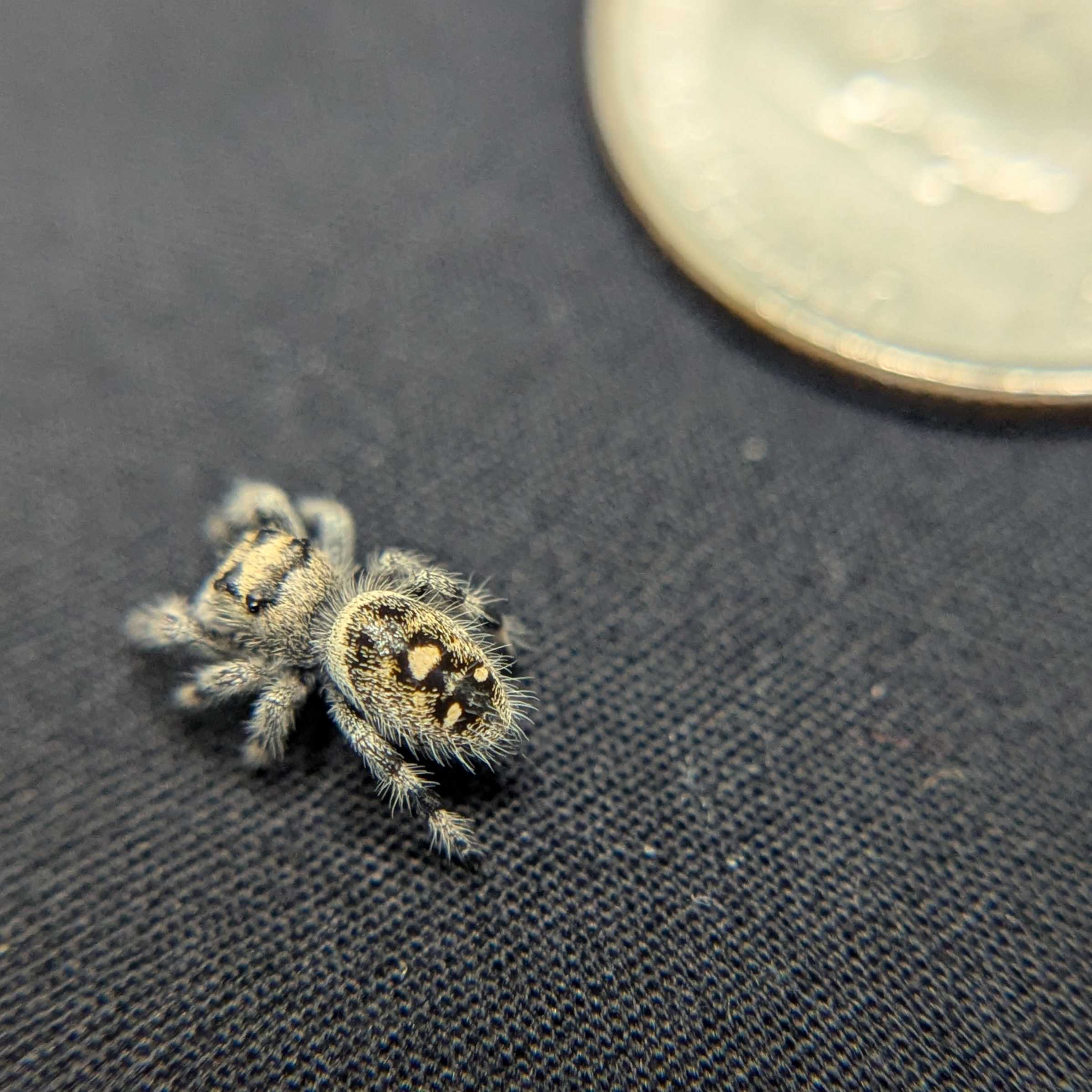 Regal Jumping Spider “Ice Cream”