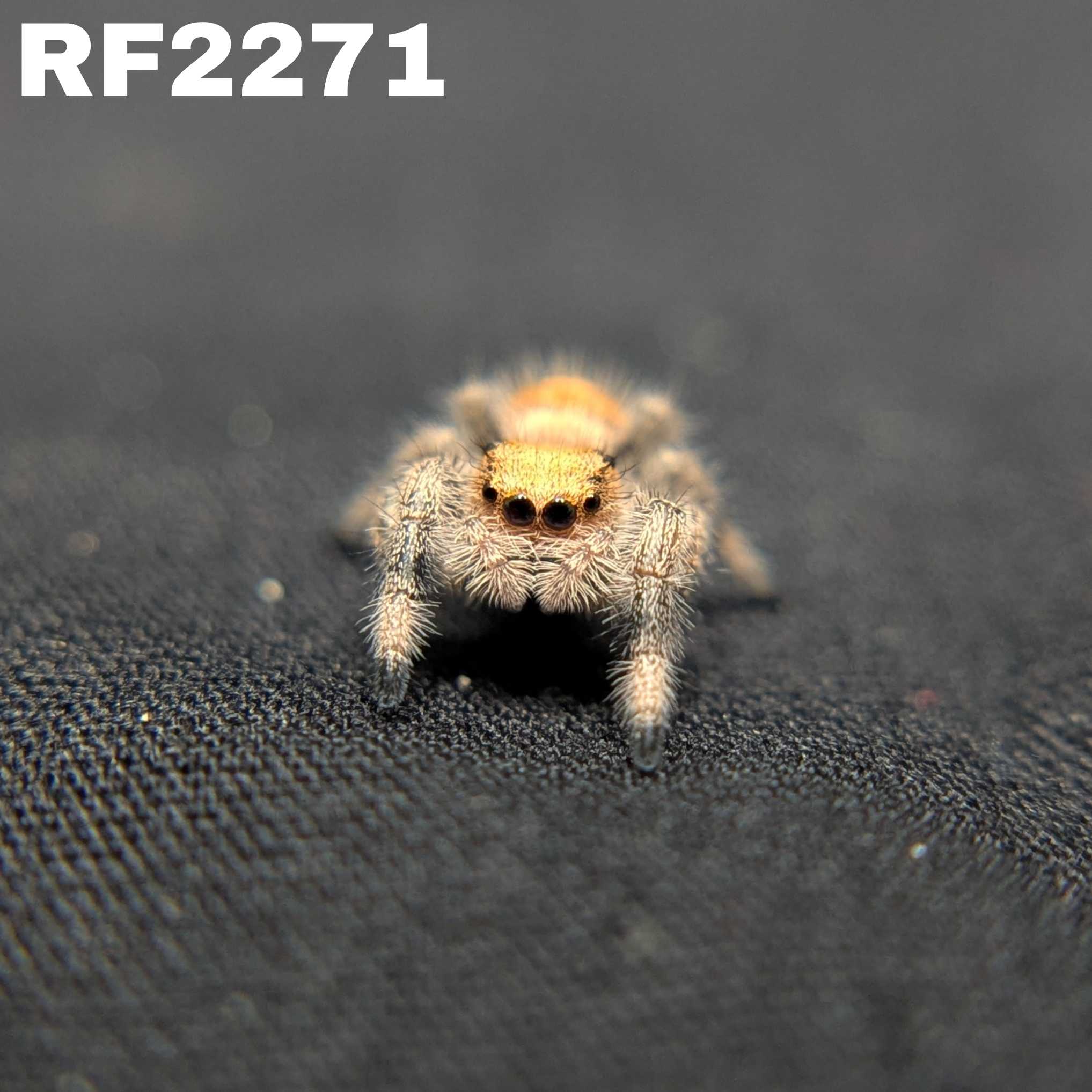 Regal Jumping Spider "Garnet"
