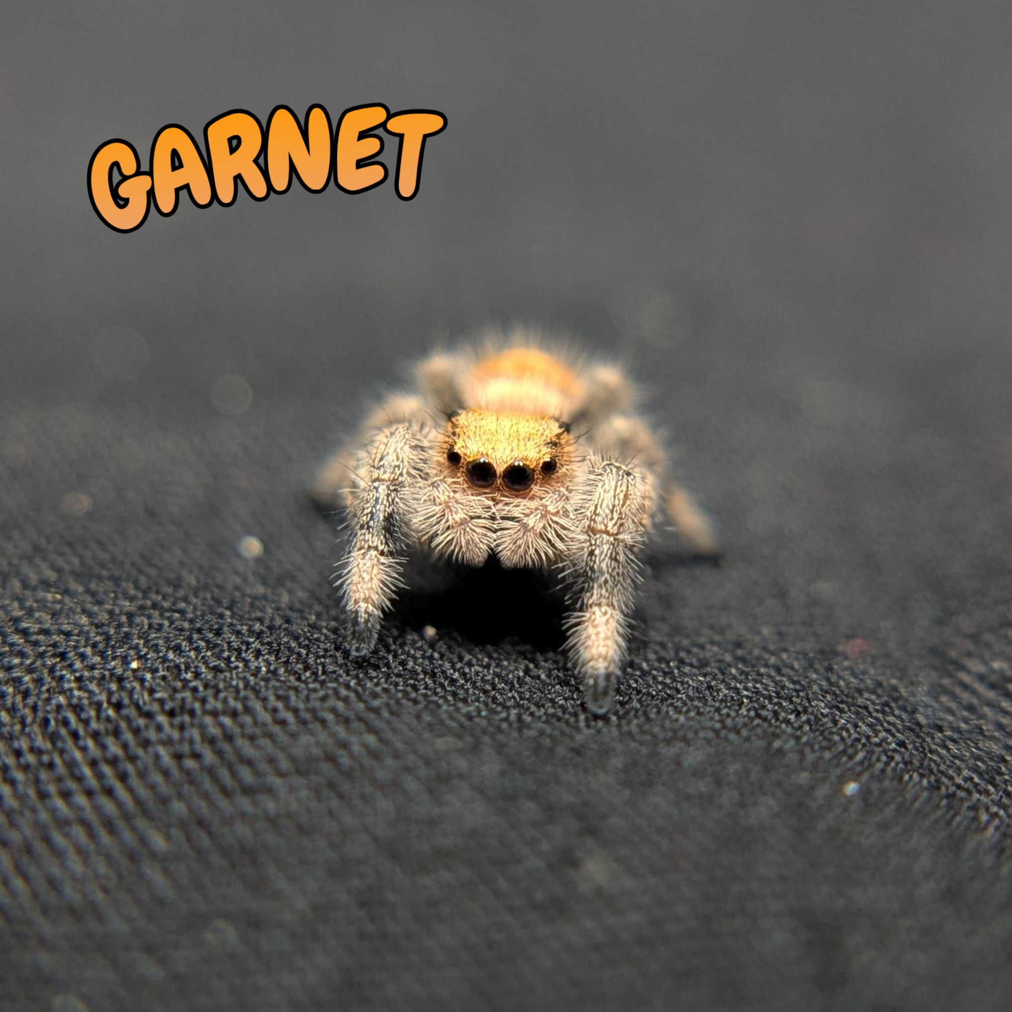 Regal Jumping Spider "Garnet"