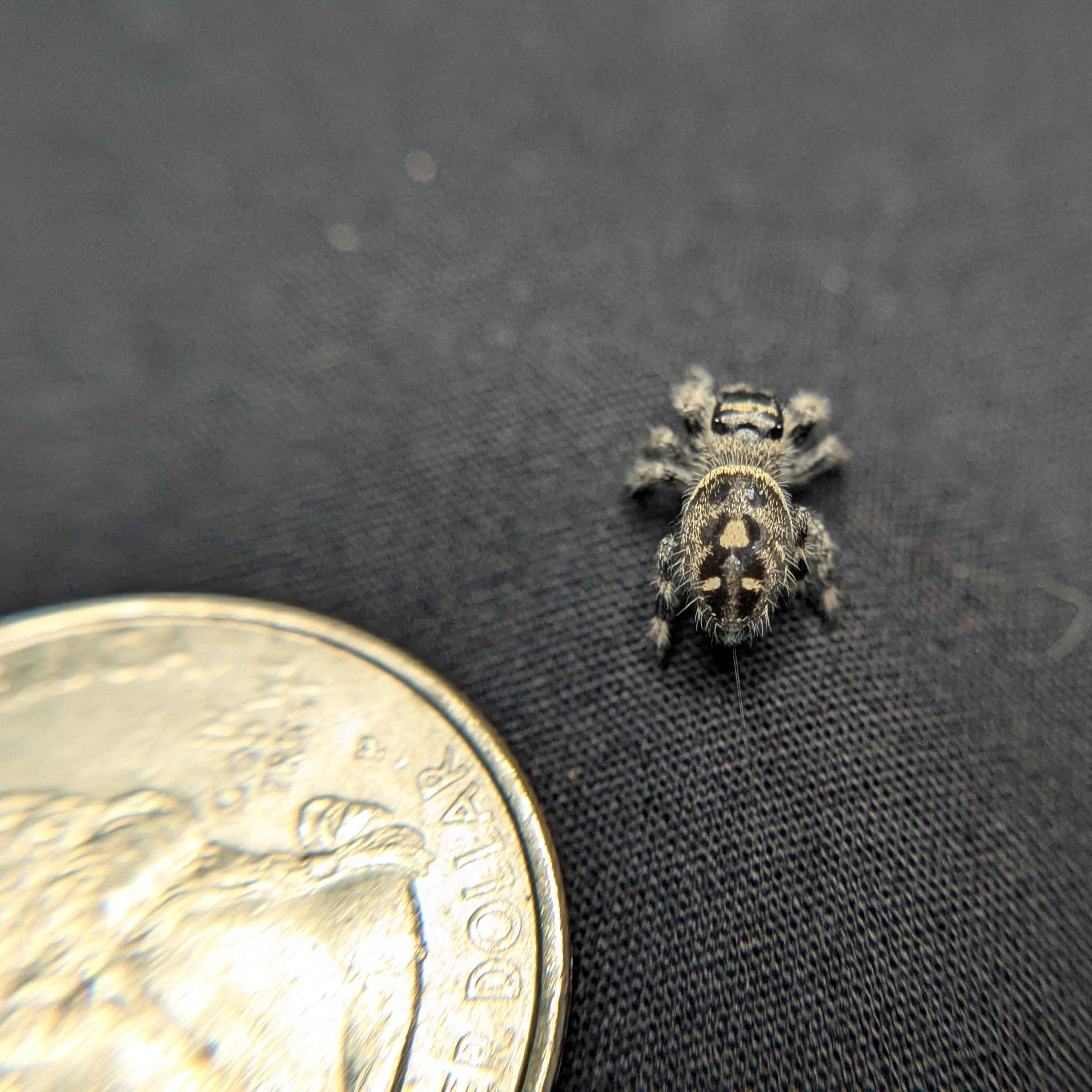 Regal Jumping Spider “Indica”