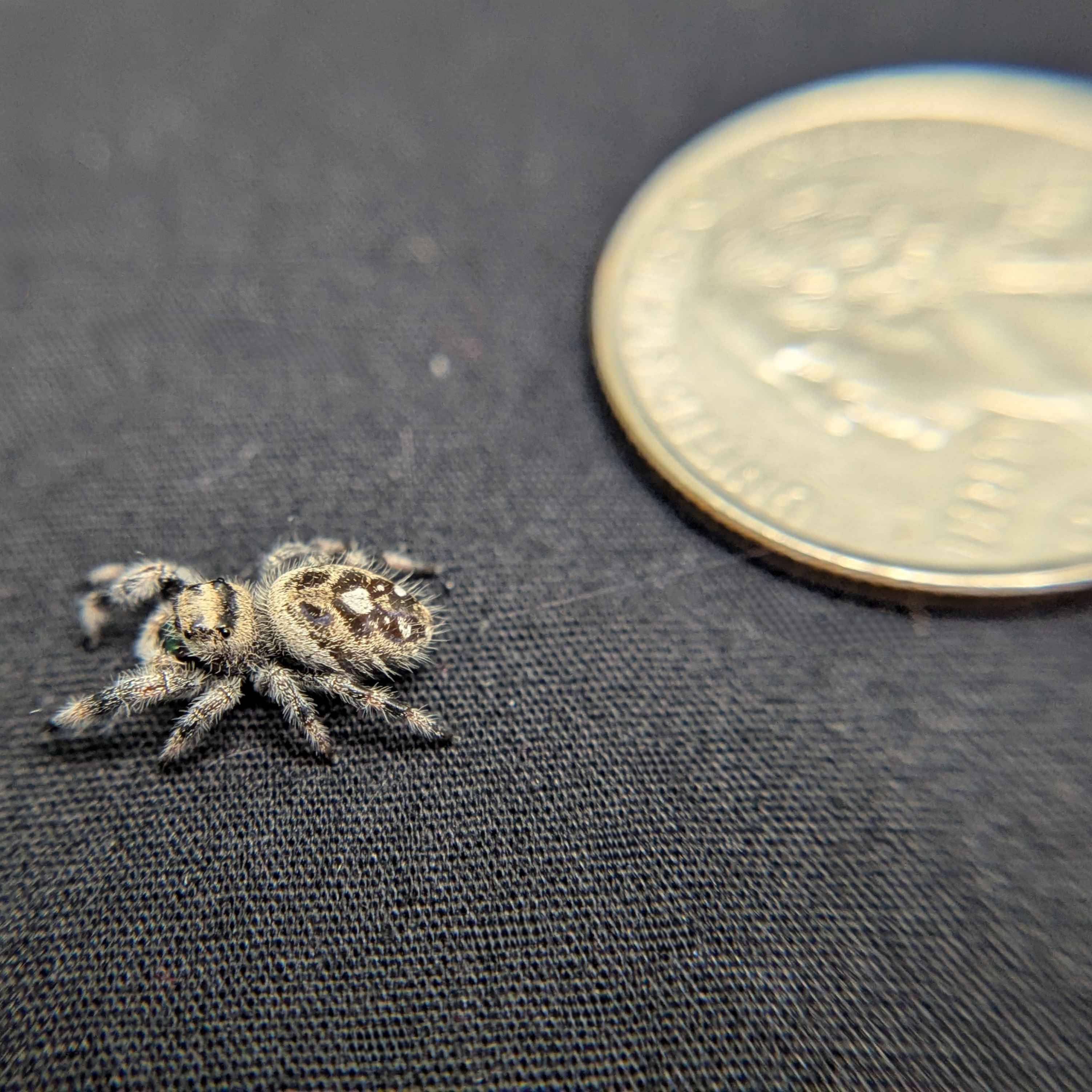 Regal Jumping Spider “Sprite”