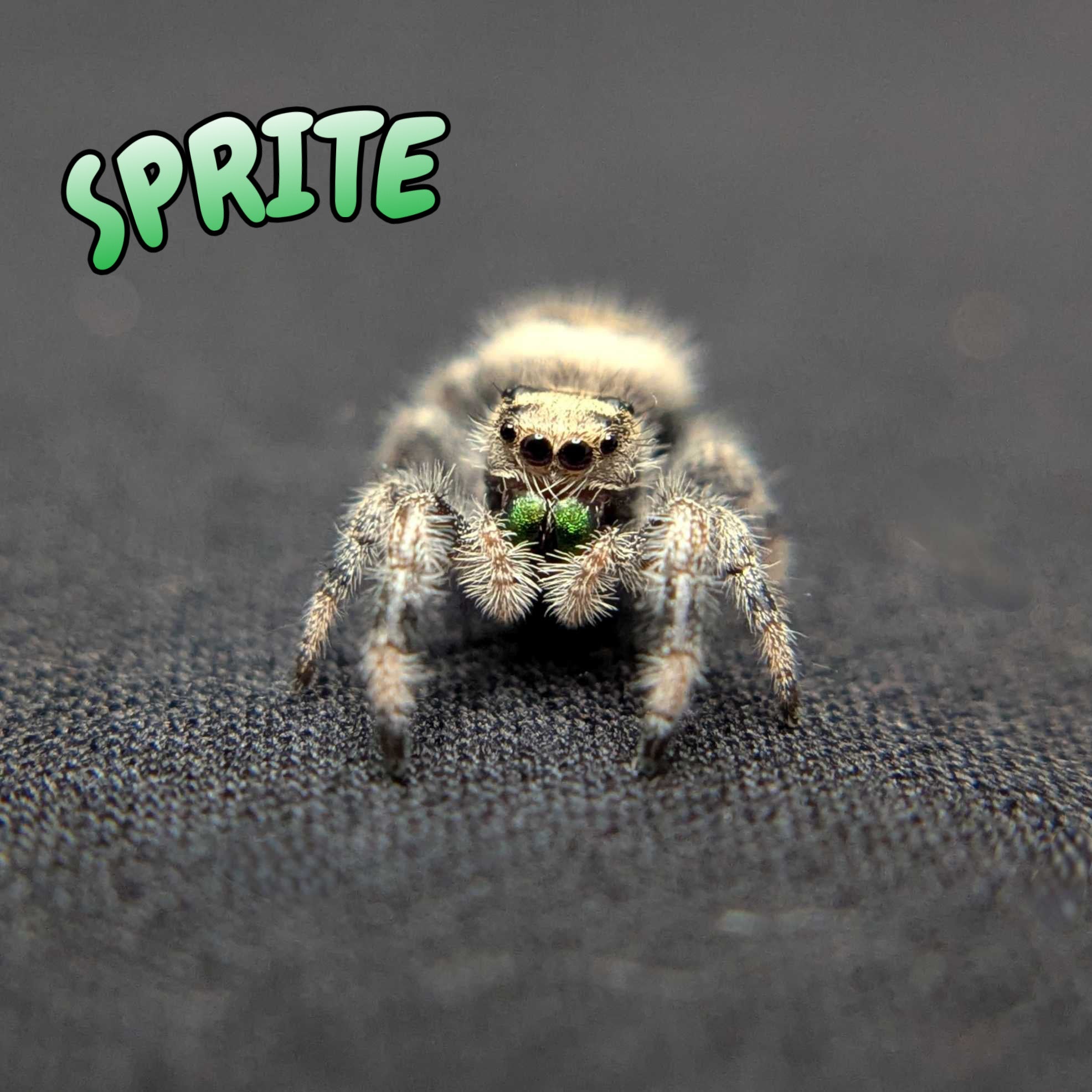 Regal Jumping Spider “Sprite”