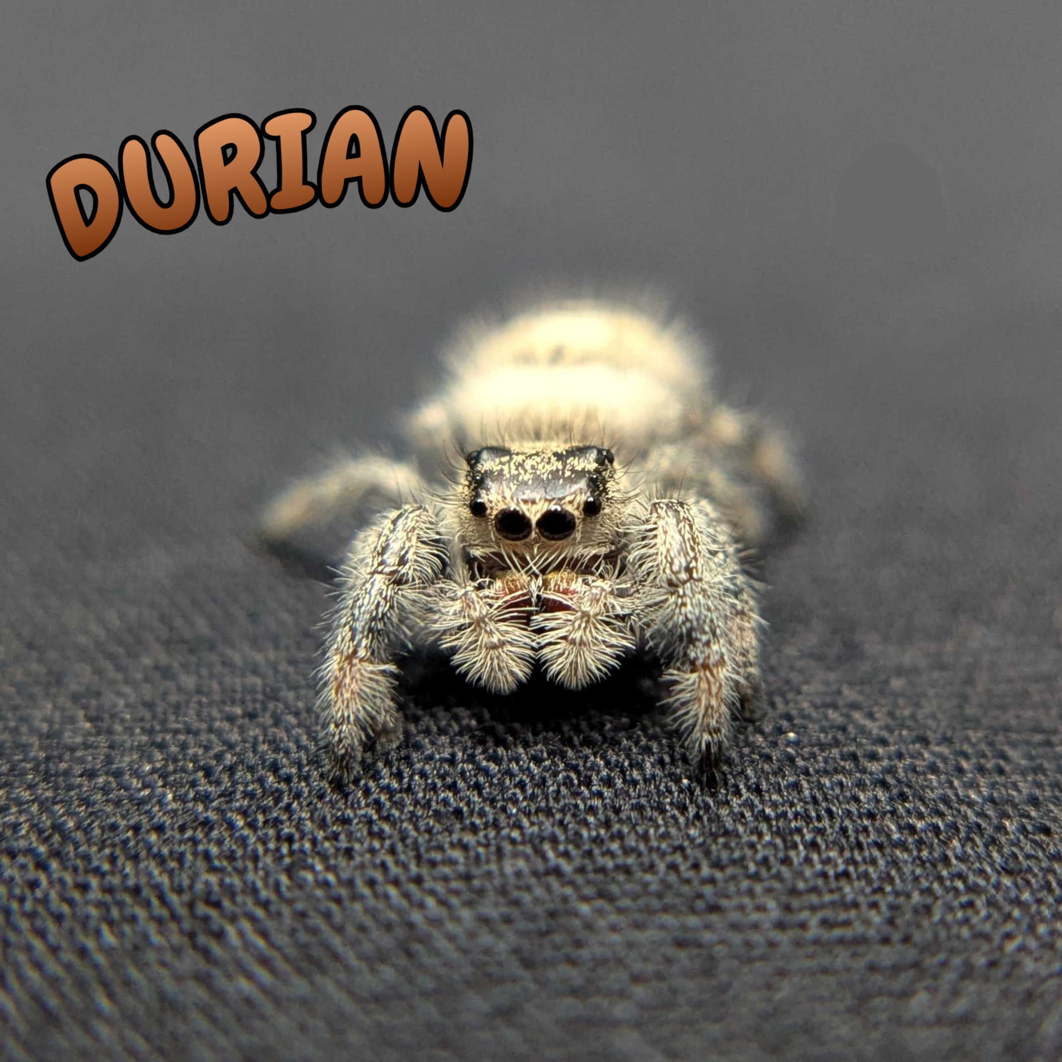 Regal Jumping Spider “Durian”