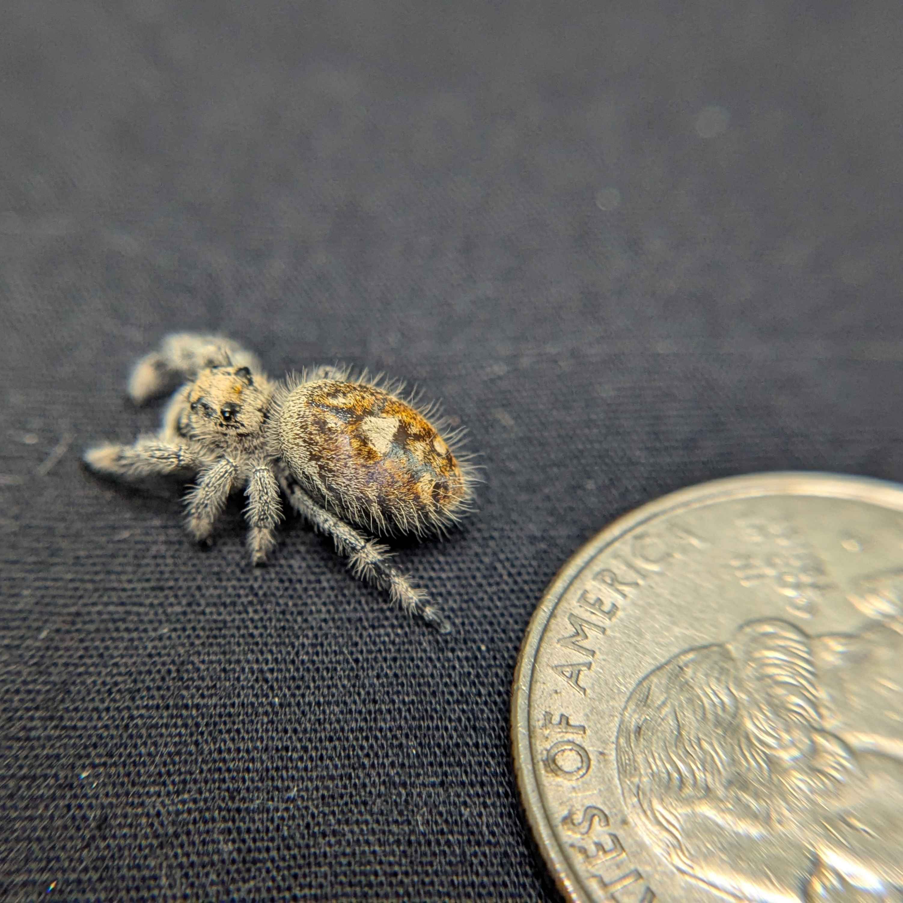 Regal Jumping Spider “Primrose”