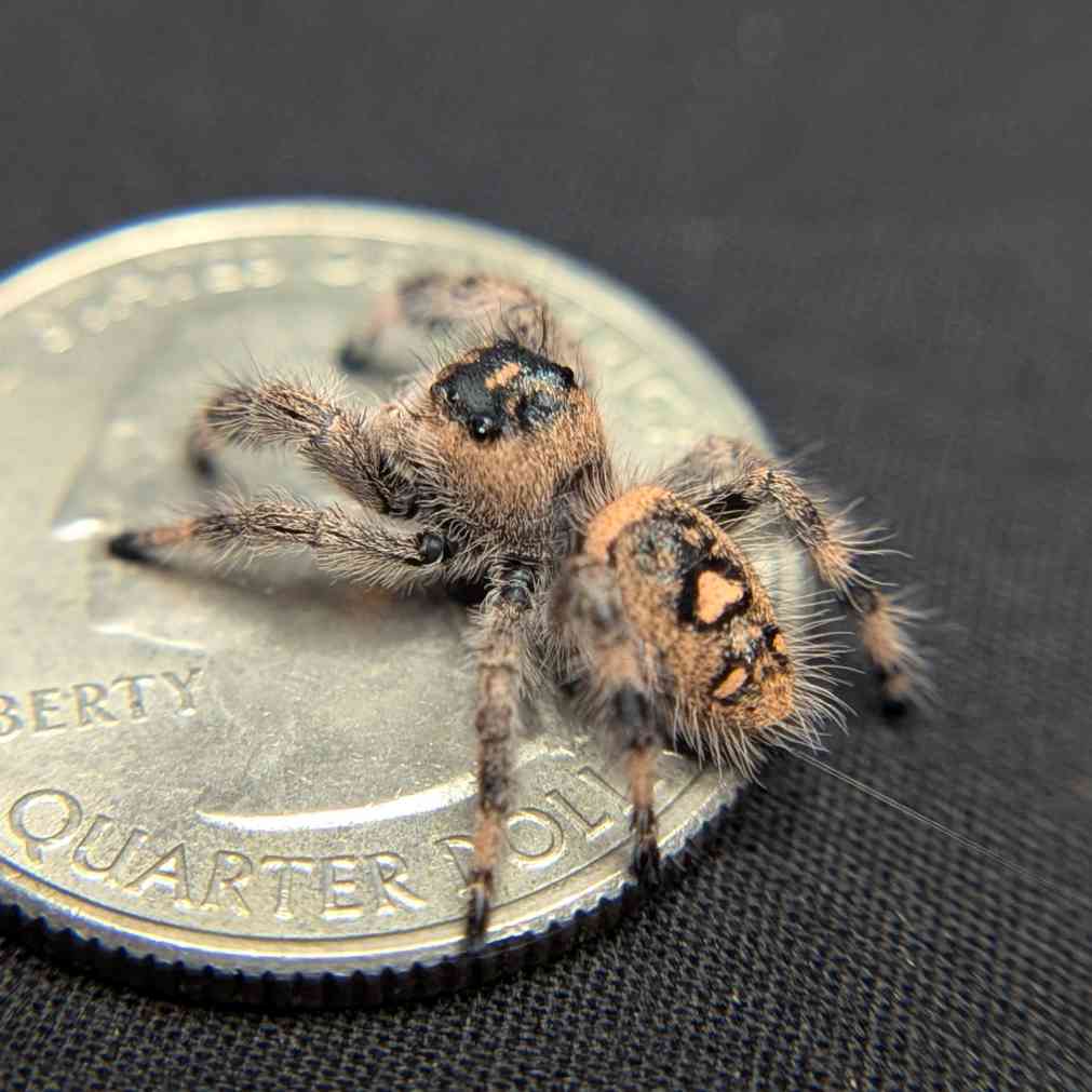 Regal Jumping Spider "Grape"