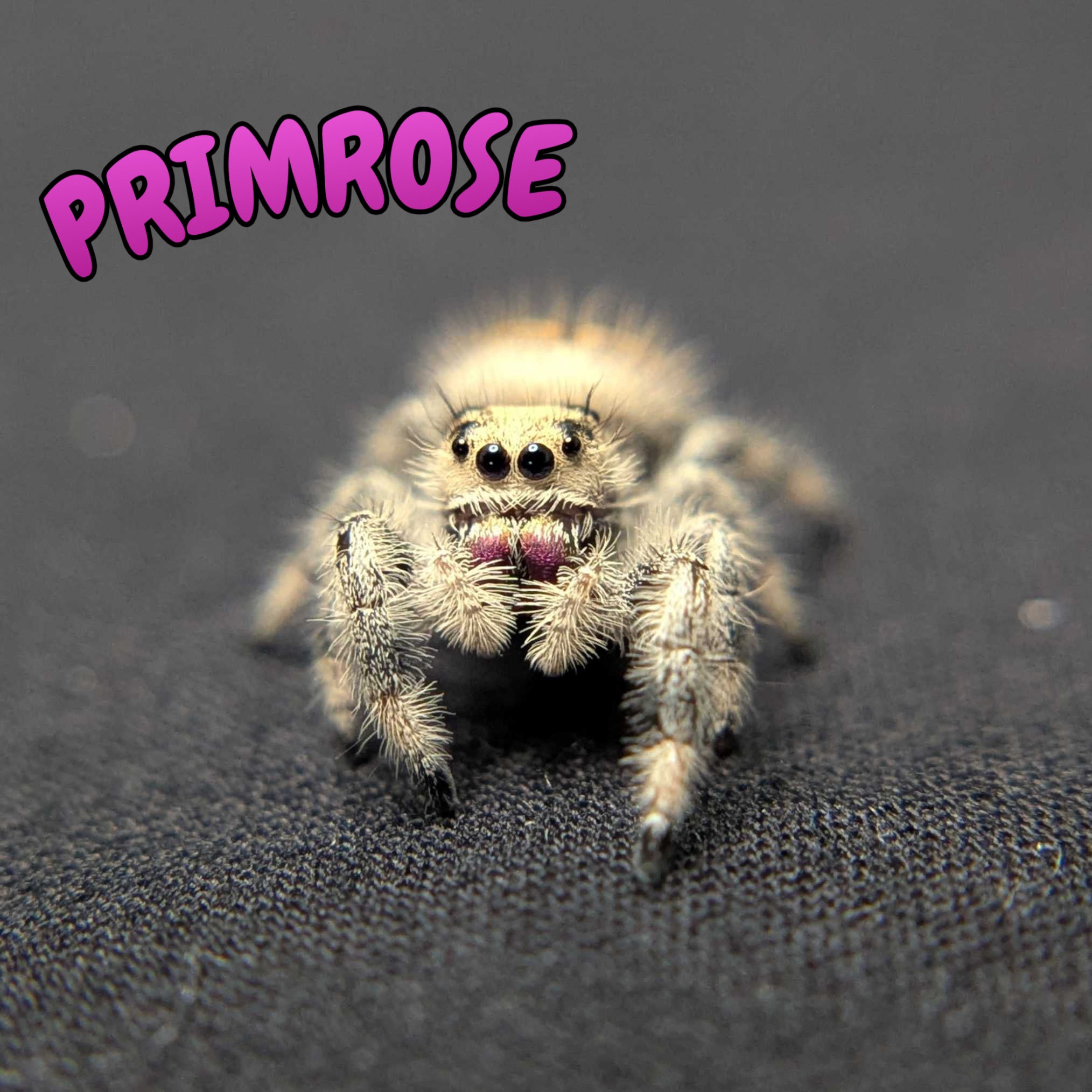Regal Jumping Spider “Primrose”