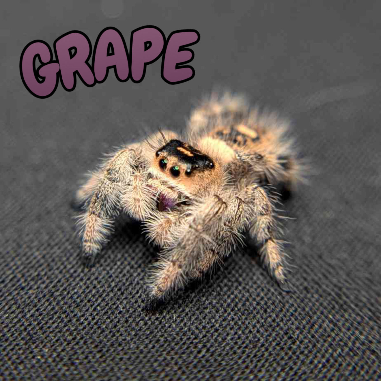 Regal Jumping Spider "Grape"