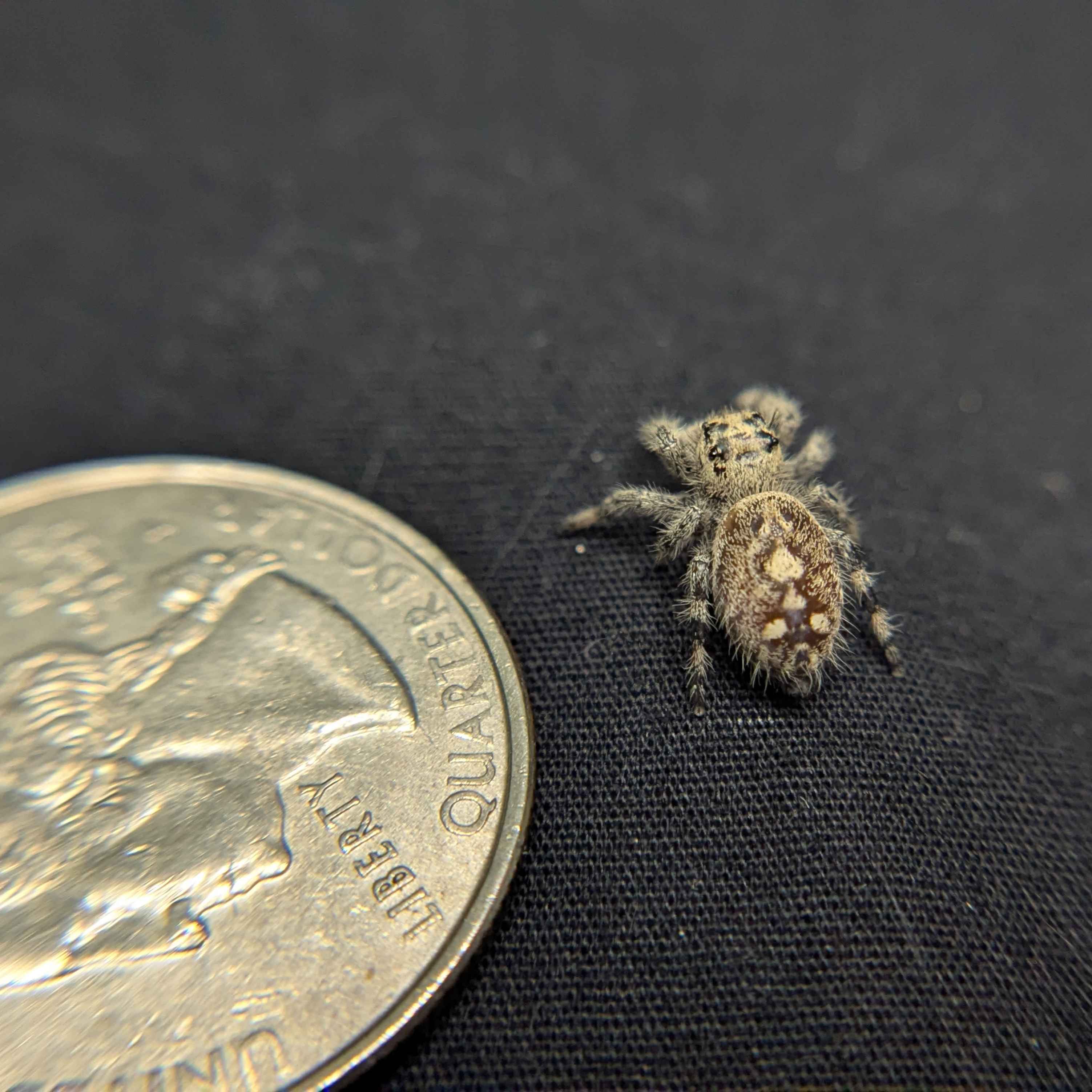 Regal Jumping Spider "Maria"
