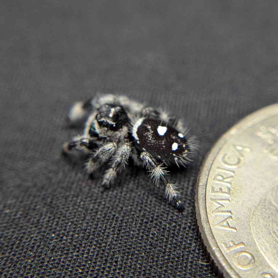 (Apalachicola Locale) Regal Jumping Spider “Donner”