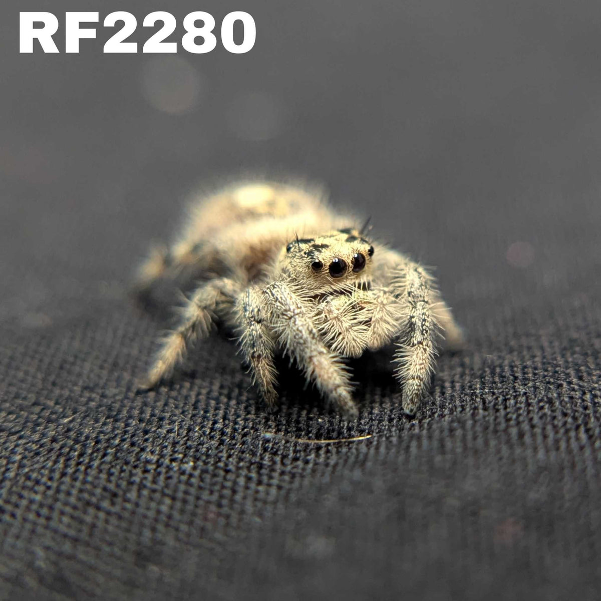Regal Jumping Spider "Maria"