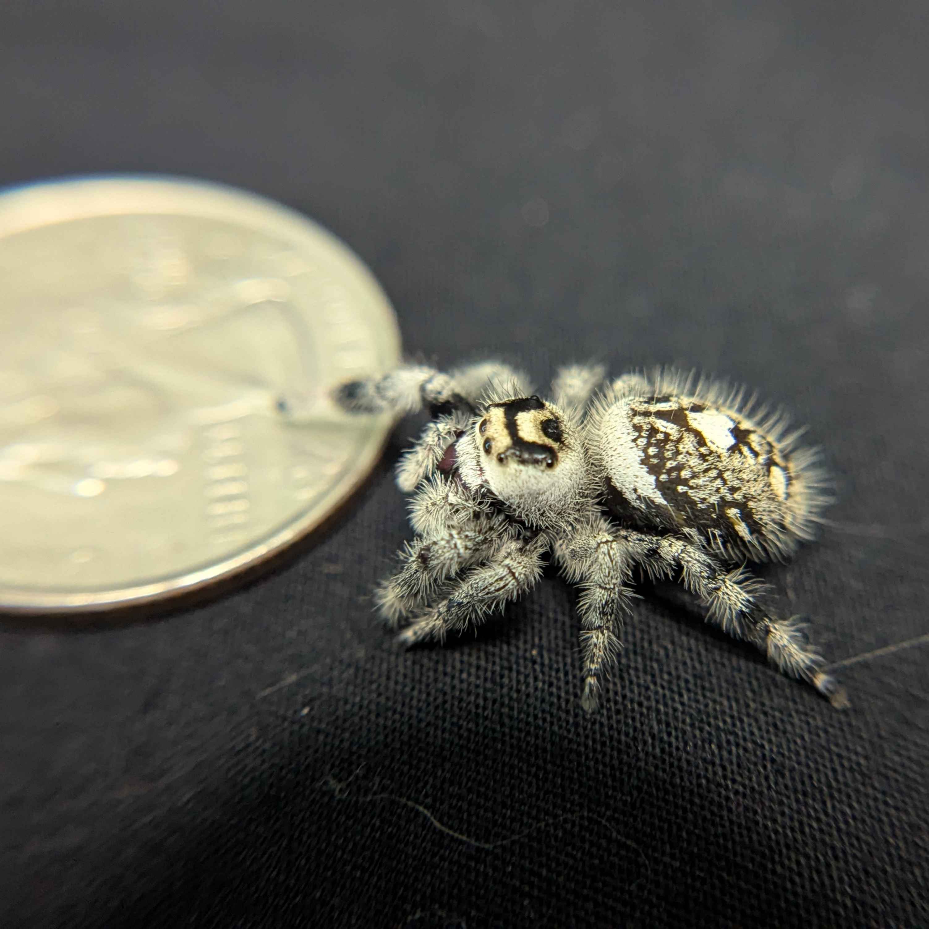 Regal Jumping Spider "Sugarplum"