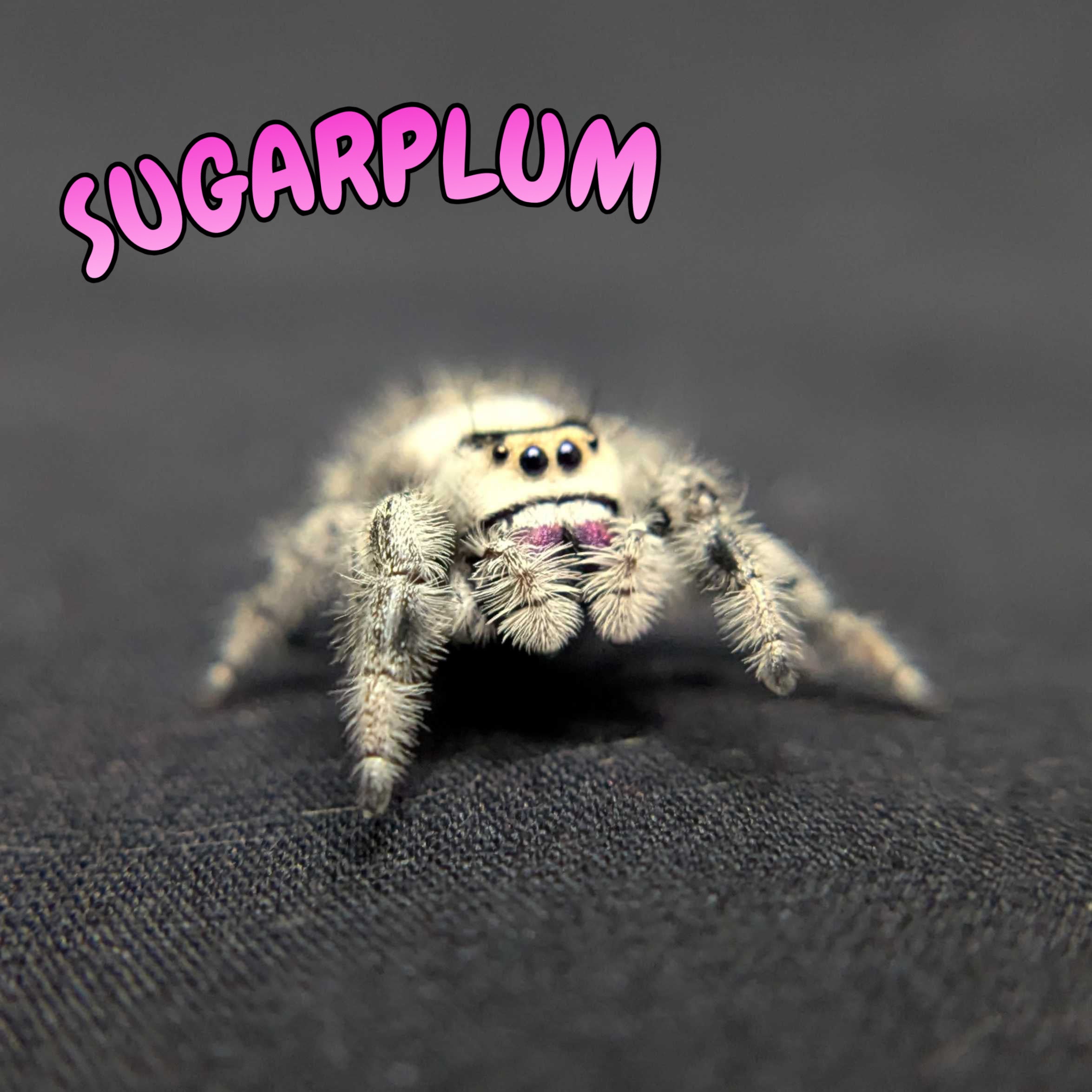 Regal Jumping Spider "Sugarplum"