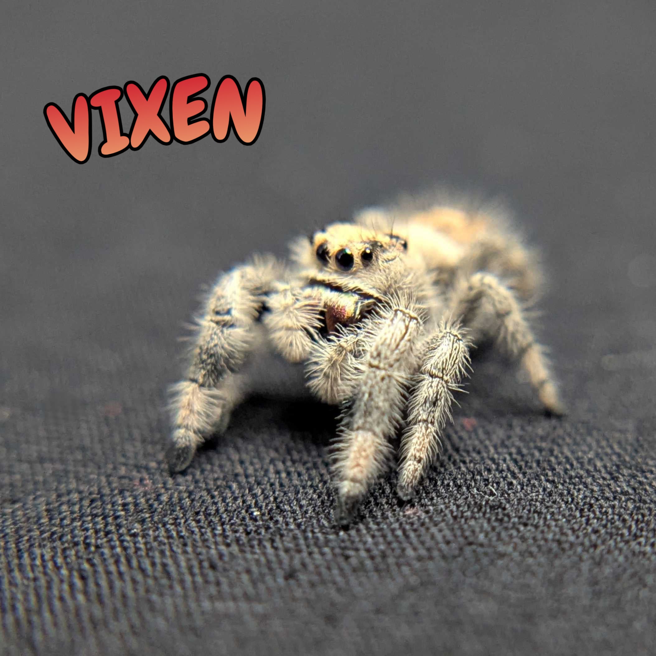 Regal Jumping Spider “Vixen”