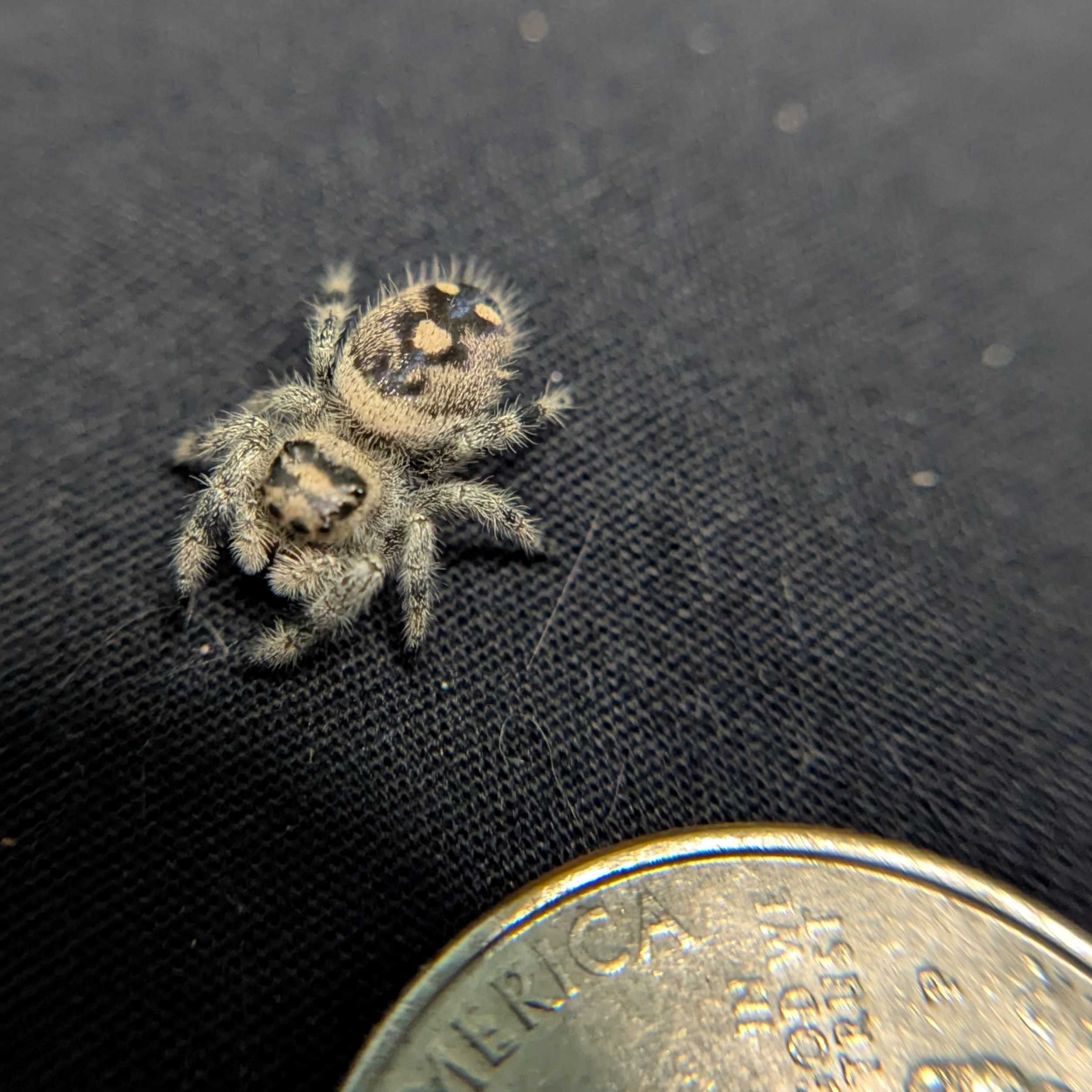 Regal Jumping Spider "Rose"