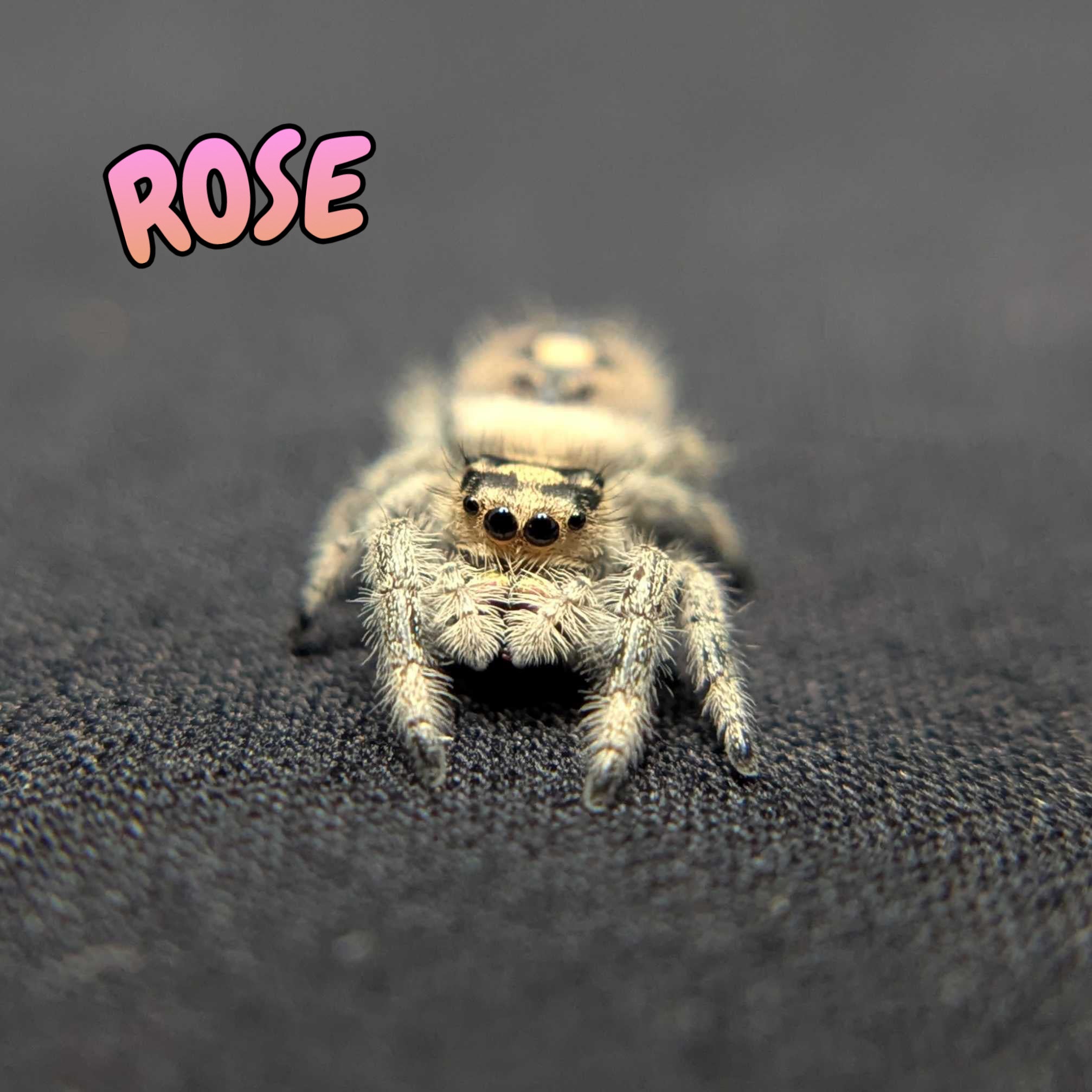Regal Jumping Spider "Rose"