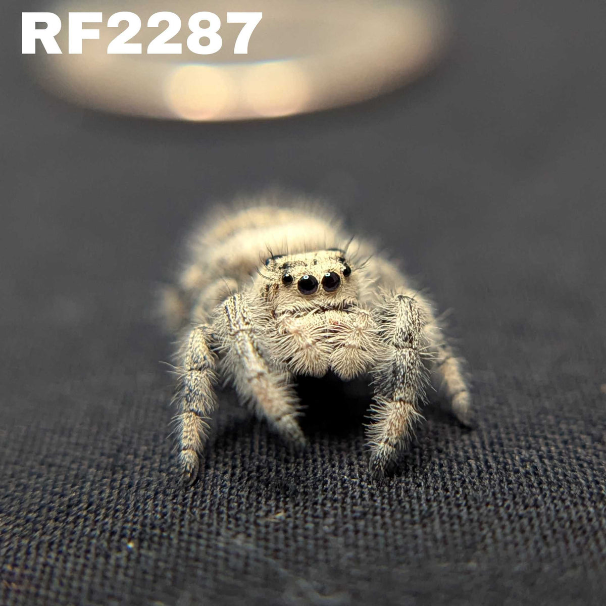 Regal Jumping Spider "Shimmer"
